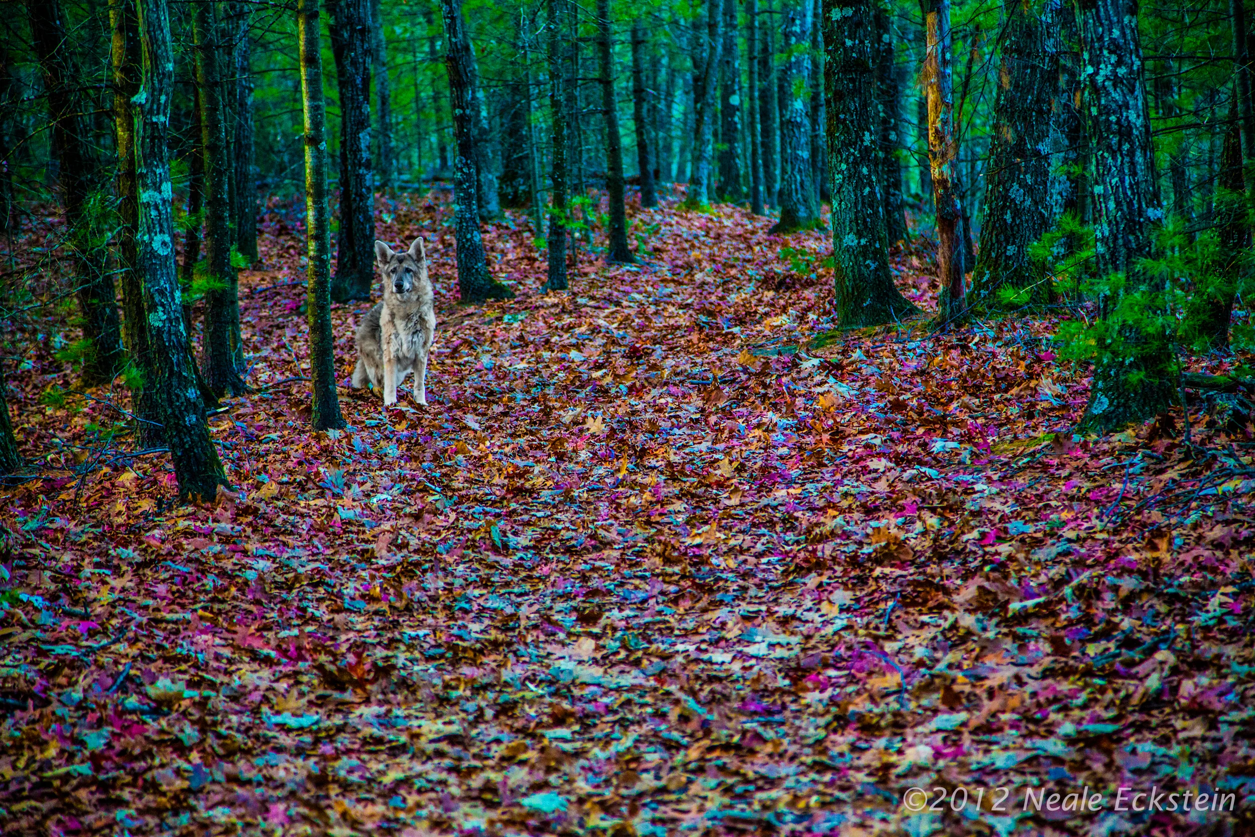 6G6A3877-Edit.jpg