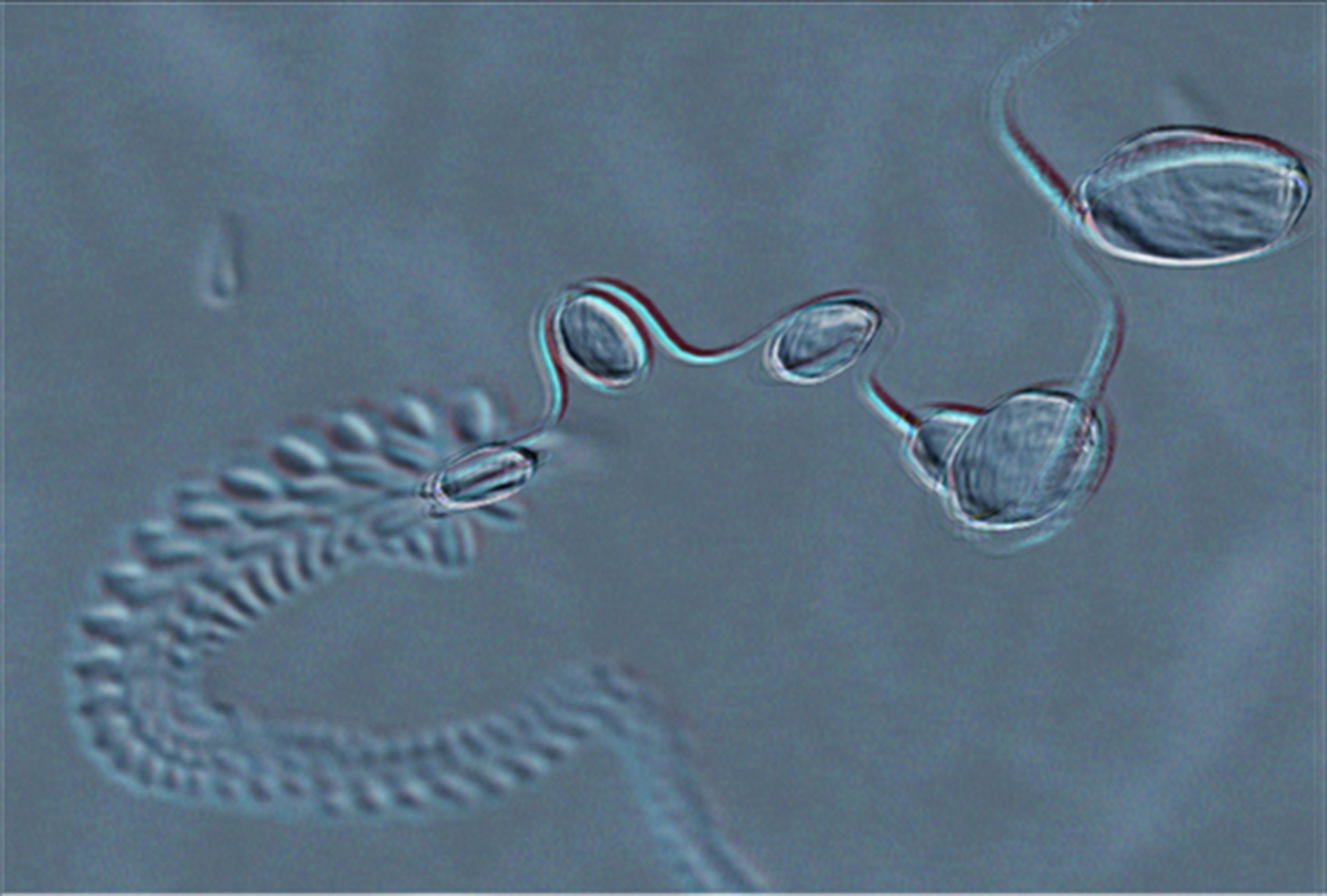 DNA animation