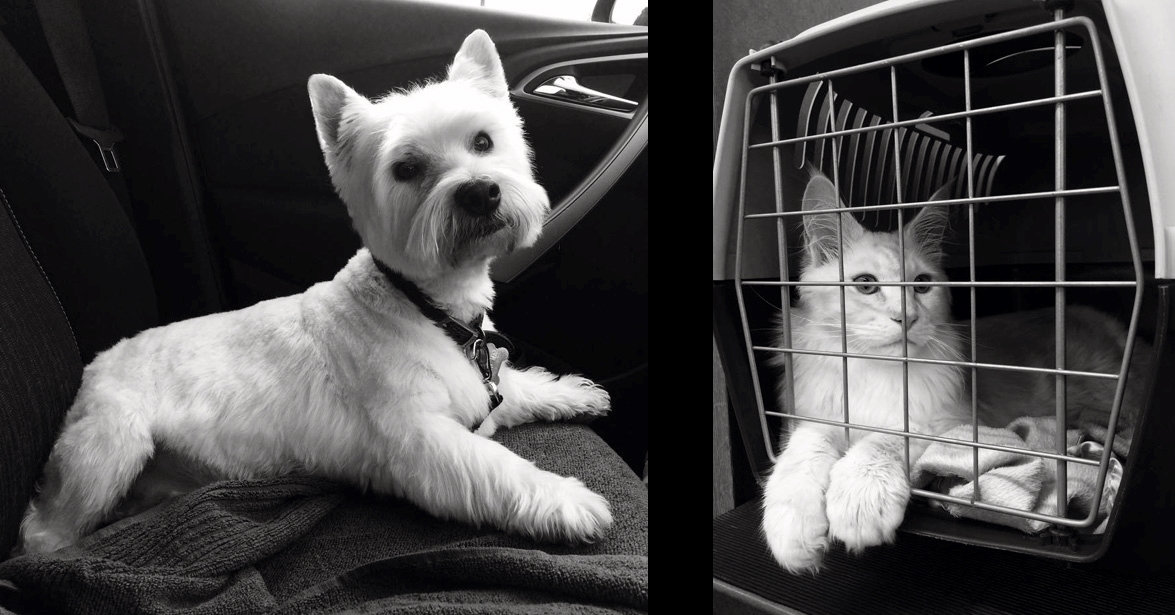 Handsome Snoopy & Gorgeous Simon being collected by Topdog.