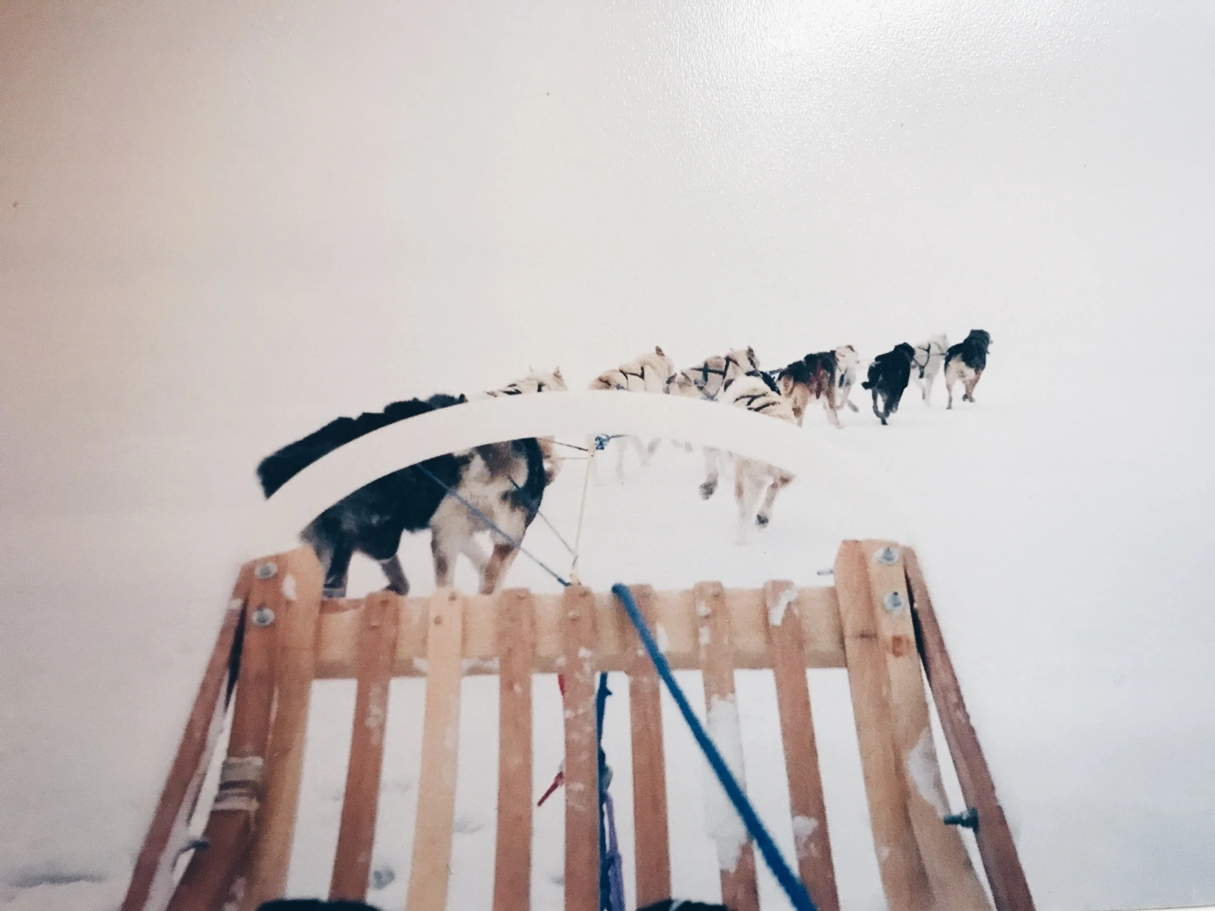 dogsled.jpg