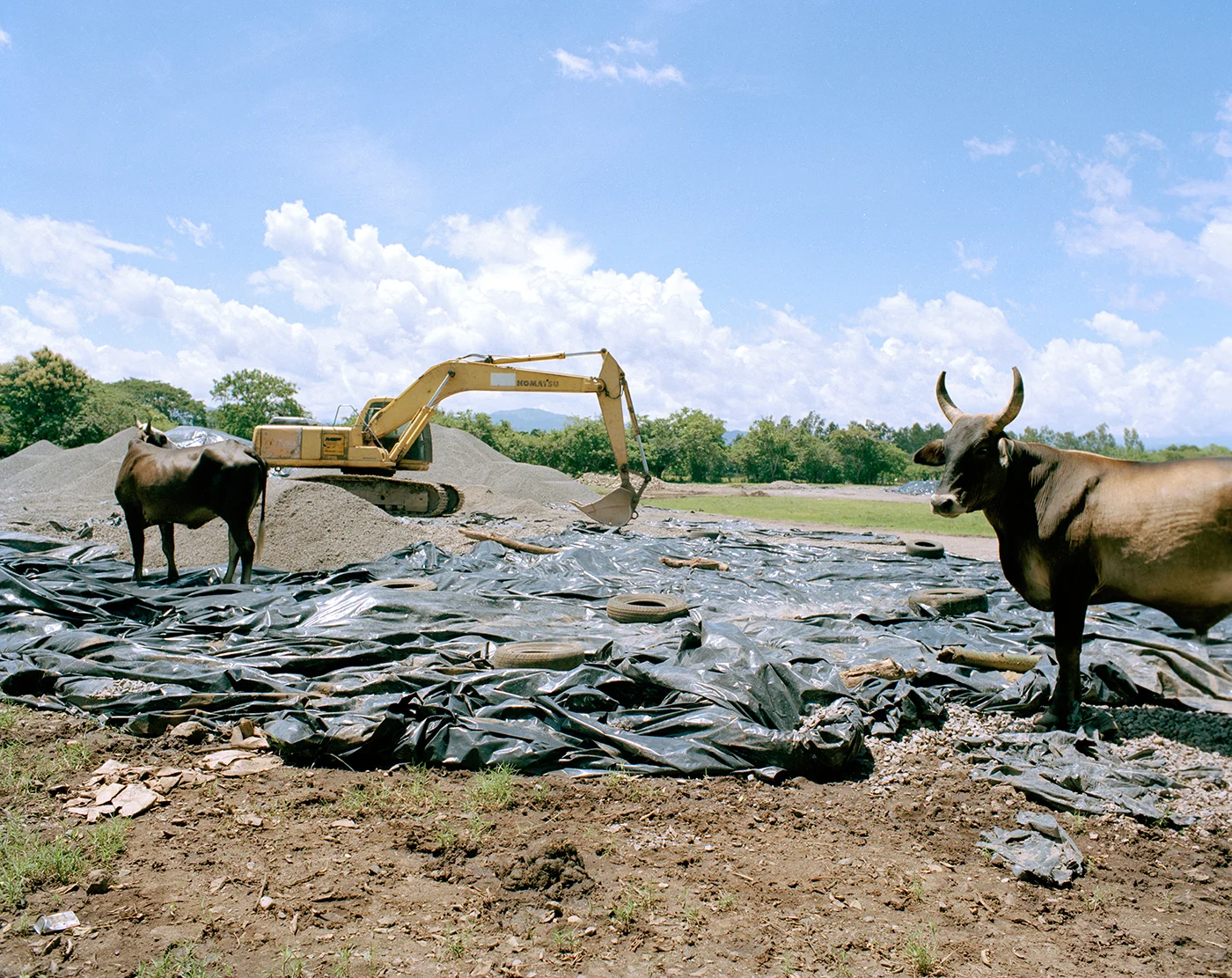 Tio Valerio's cows, 2013.