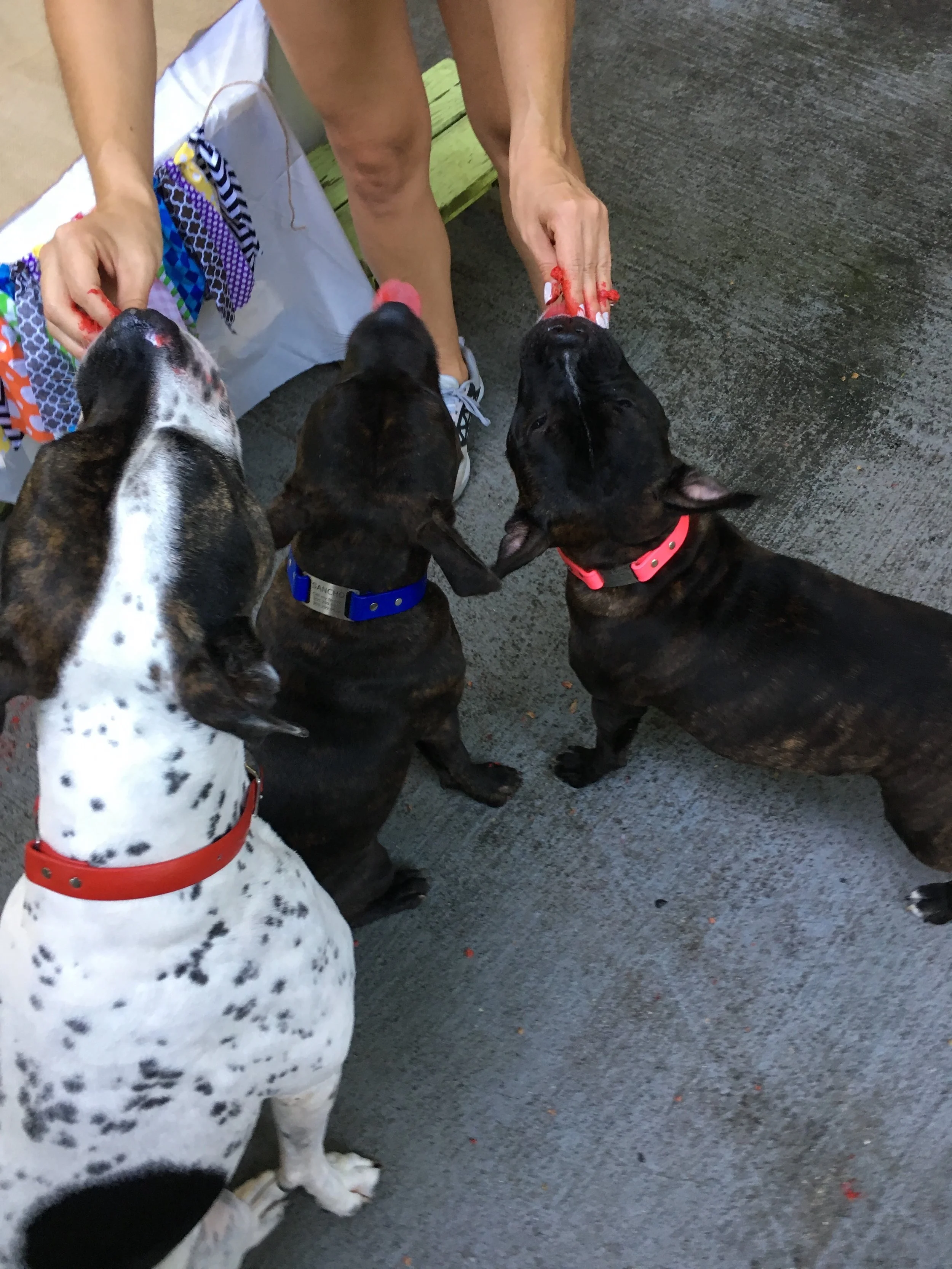 Thank you @wagboss for hosting the puppy party!