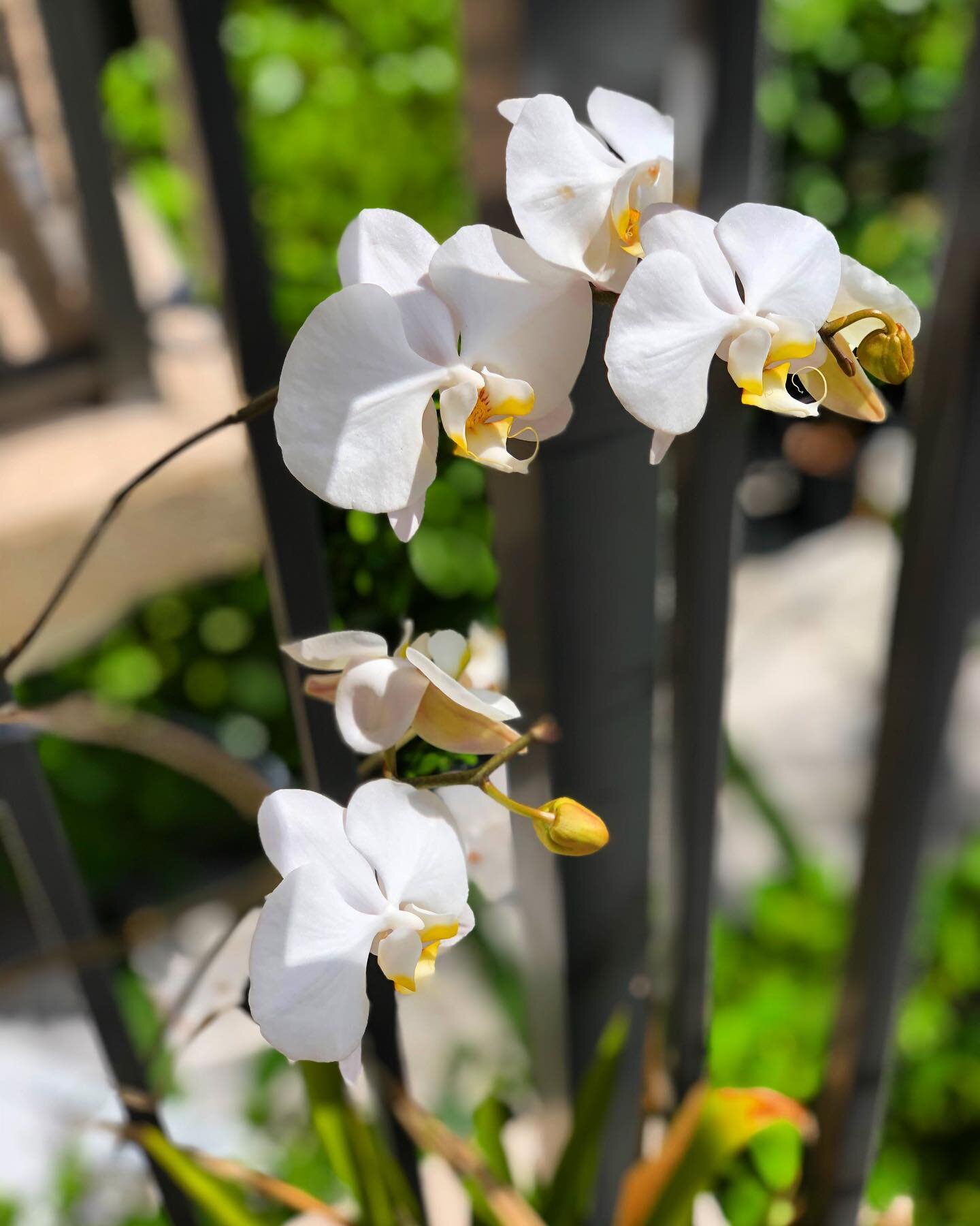 I received these orchids at my baby shower. Although I loved them, eventually I thought they died. So I put them on my balcony, bc I didn&rsquo;t want to throw out. Over 1.5 years later... they bloomed and I can&rsquo;t believe how happy I am and how