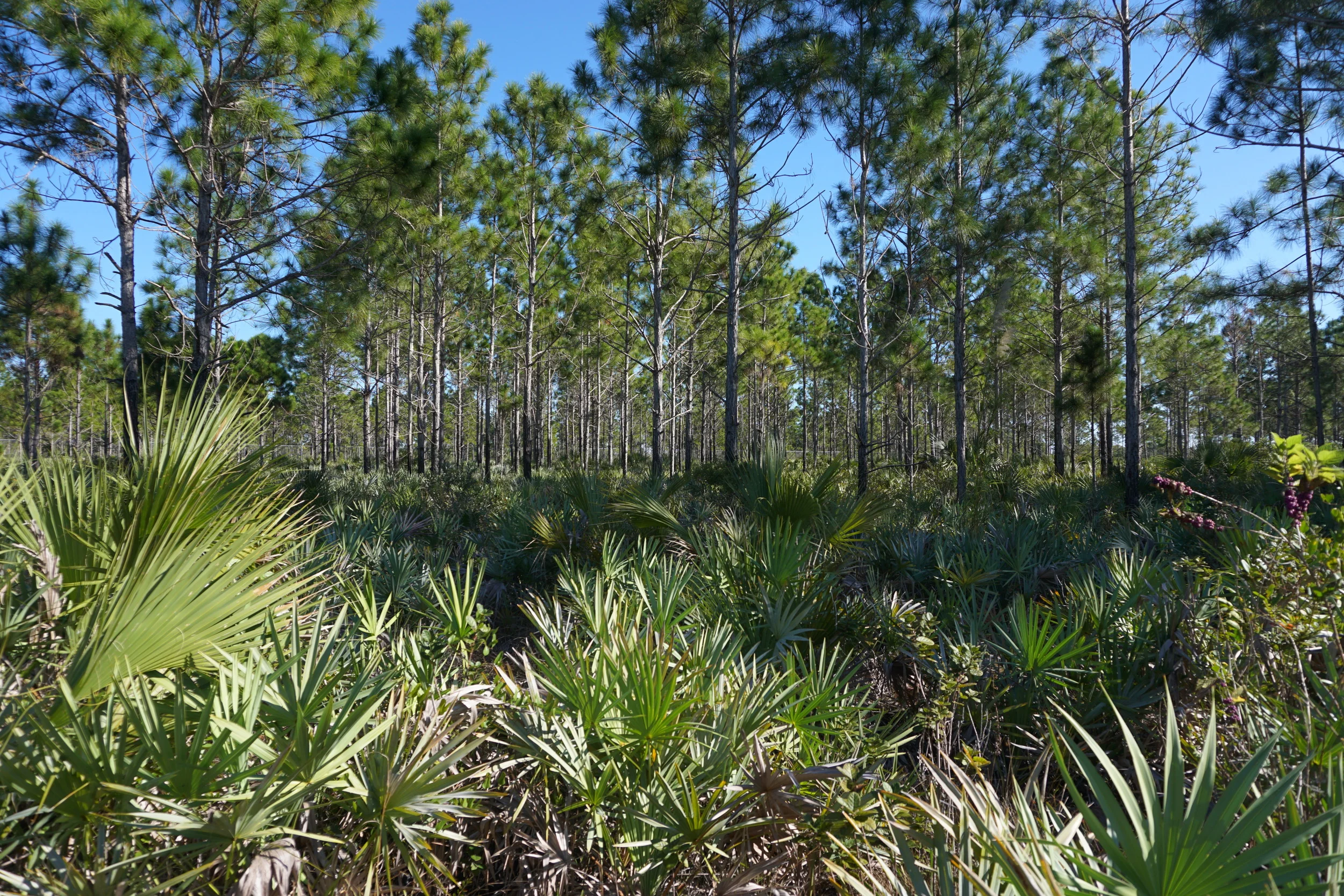 Pine rocklands. Photo by Daniel Ward.