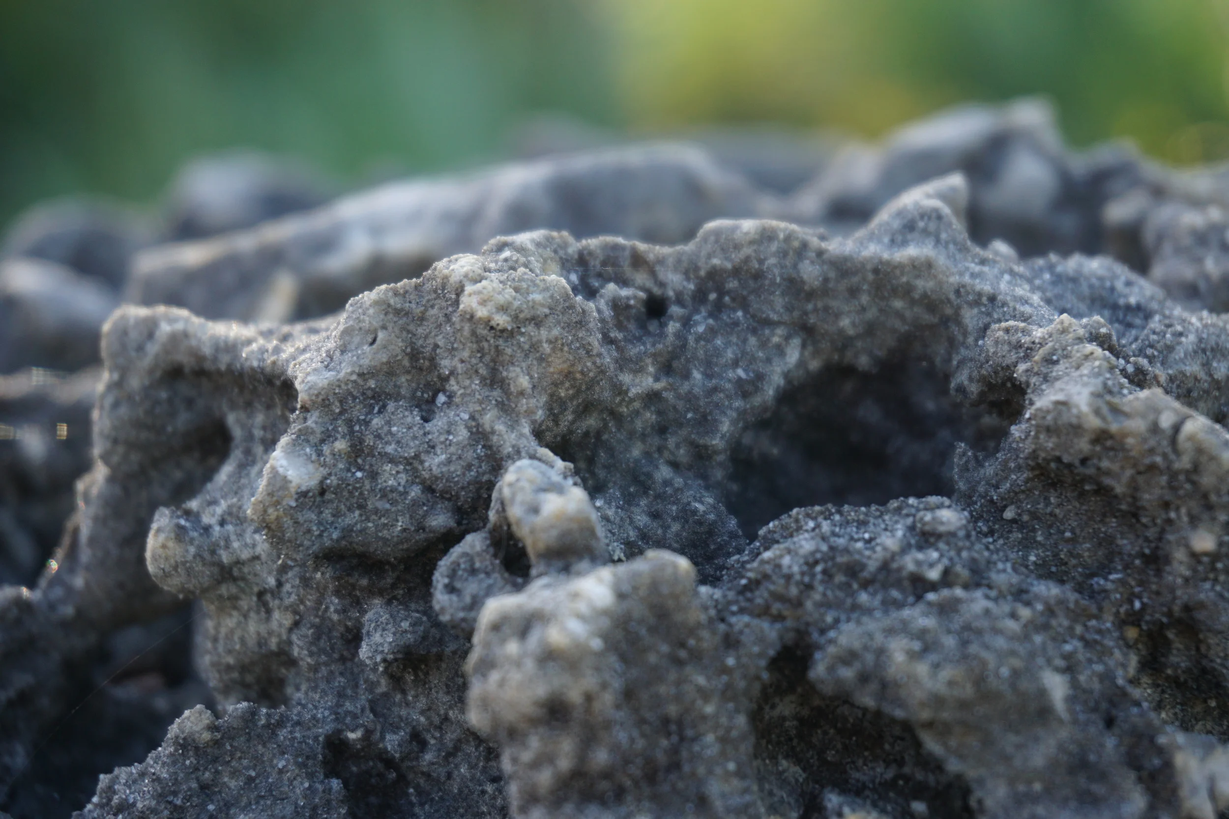 Fossilized coral lies under foot in the pine rockland ecosystem. Photo by Anna Hamilton.
