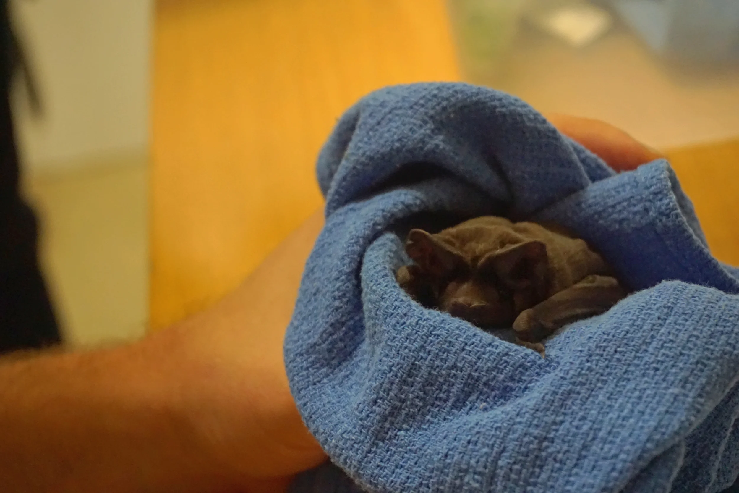 Bruce Wayne, a baby bonneted bat under the care of Dr. Frank Ridgley at Zoo Miami. Bonneted bats rely on the pine rockland ecosystem. Photo by Daniel Ward.