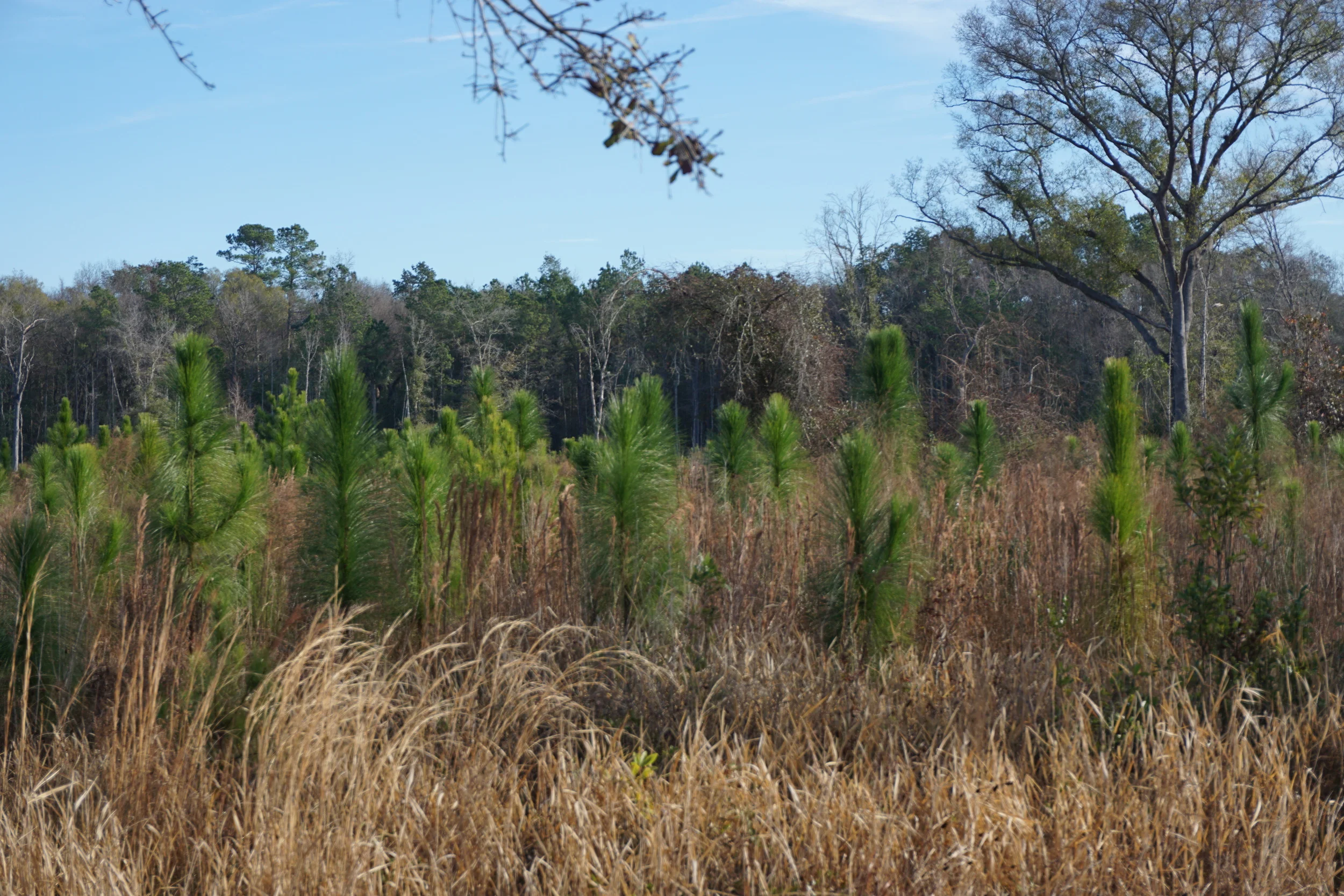 Adolescent longleaf pines on the Williams property. Photo by DCW.
