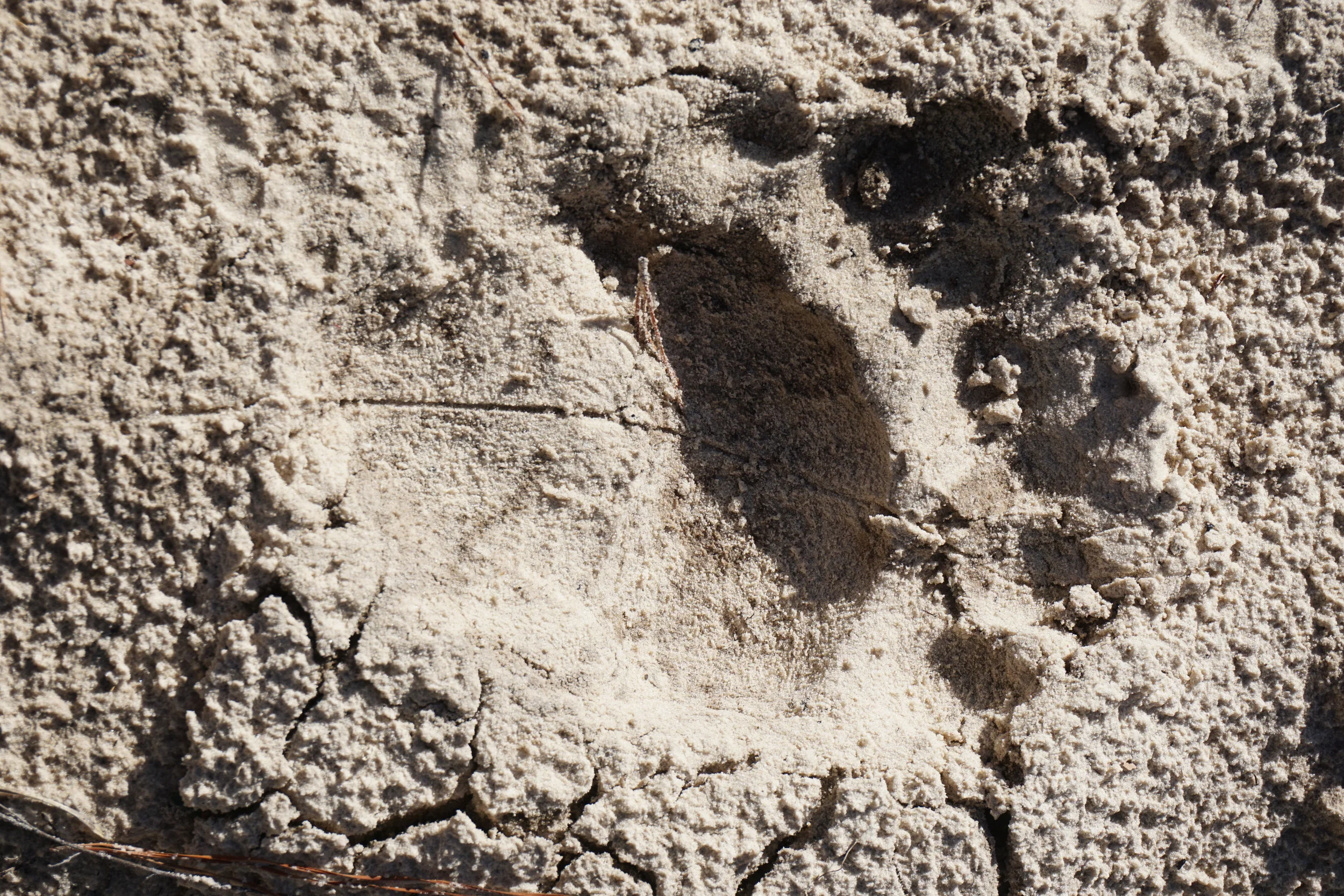 Bear tracks near the Williams' border. Photo by DCW.
