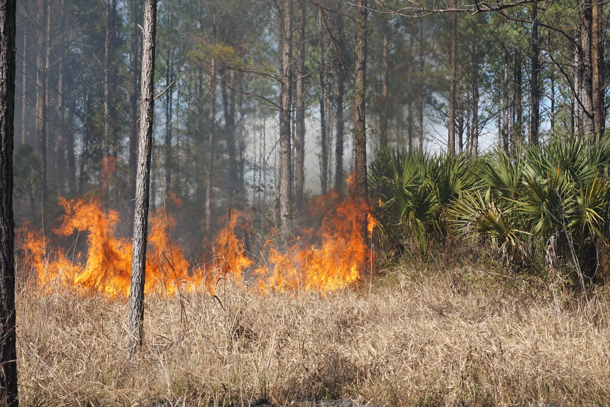 Fire takes hold during prescribed burn at the Williams'. Photo by DCW.
