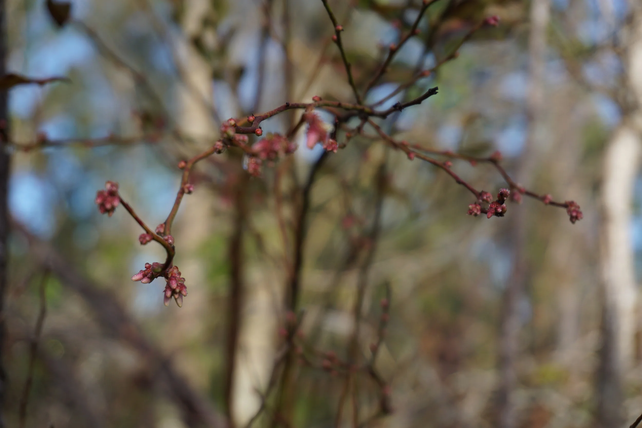 Wild blueberries in bloom in the Williams' woods. Photo by Daniel Ward.
