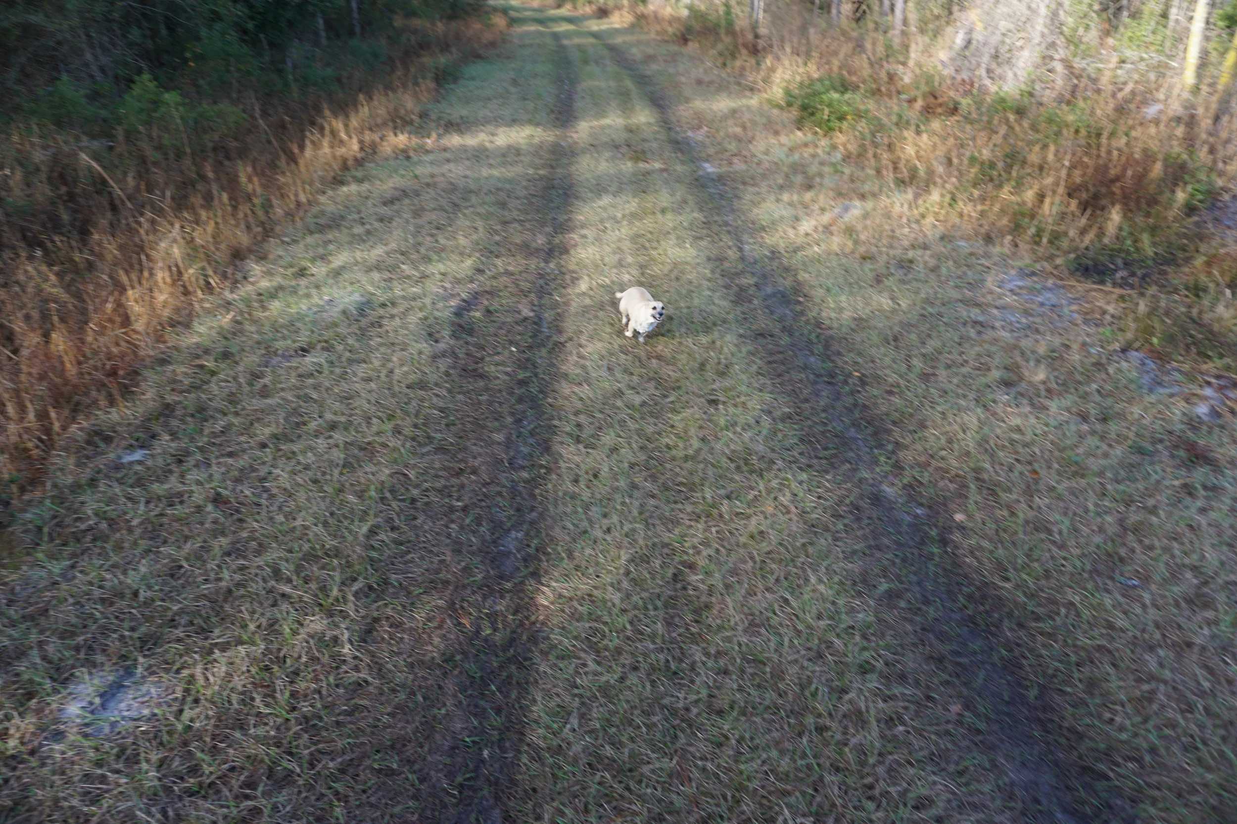 Williams' dog Molly runs behind Louann's golf cart. Photo by DCW.