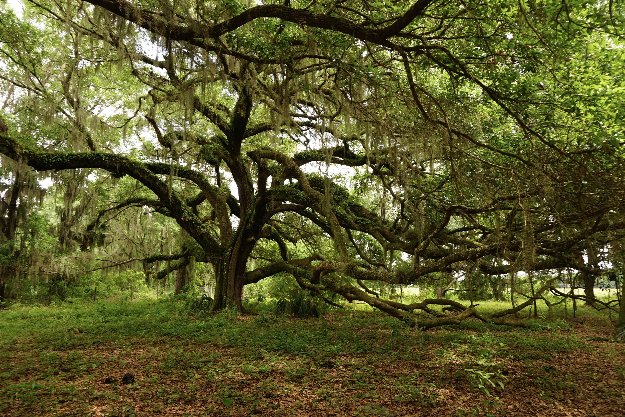 The "Monkey Tree," a live oak in the Smith woods. Photo by Daniel Ward.