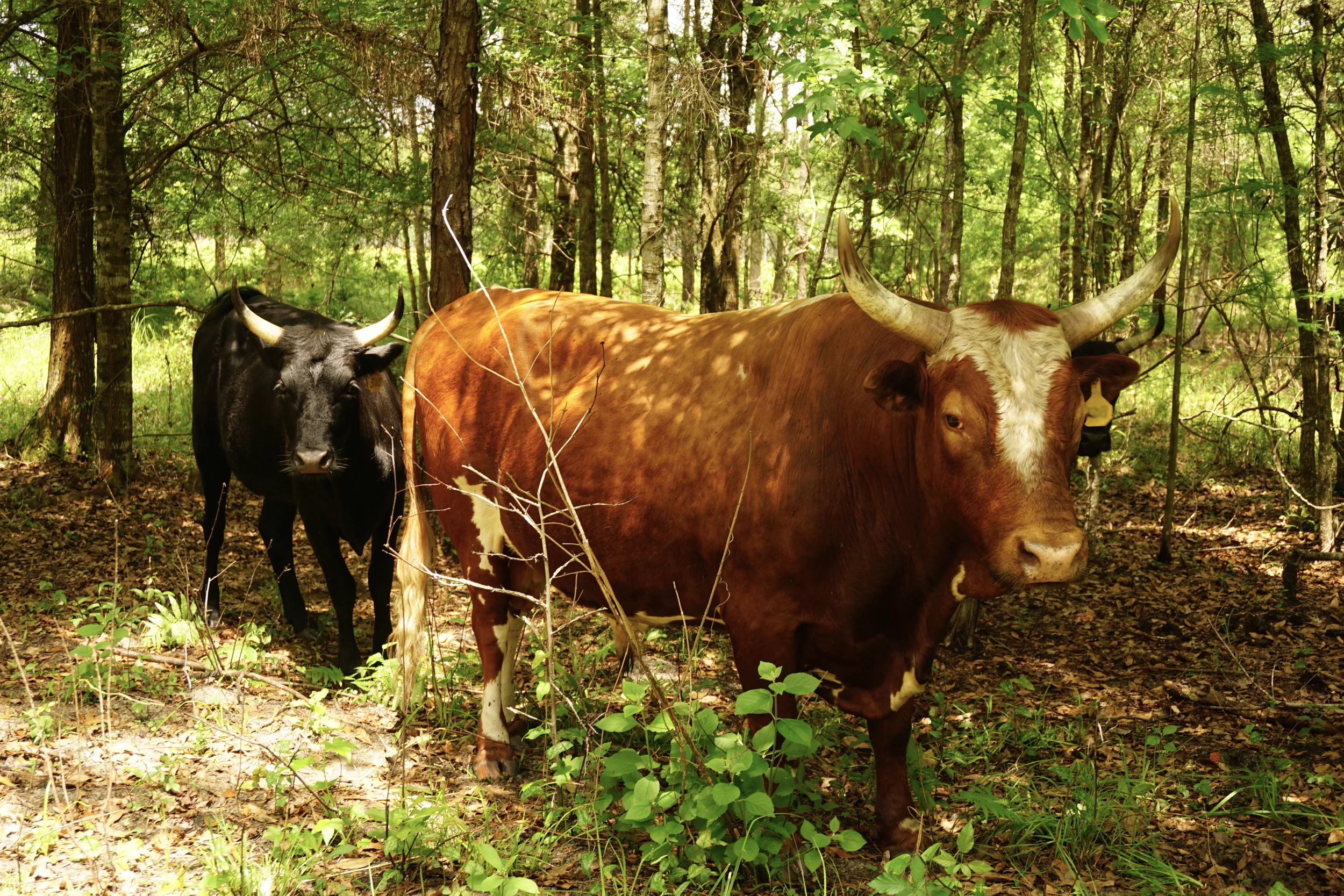 Cows graze in the Smith woods. Photo by Daniel Ward.