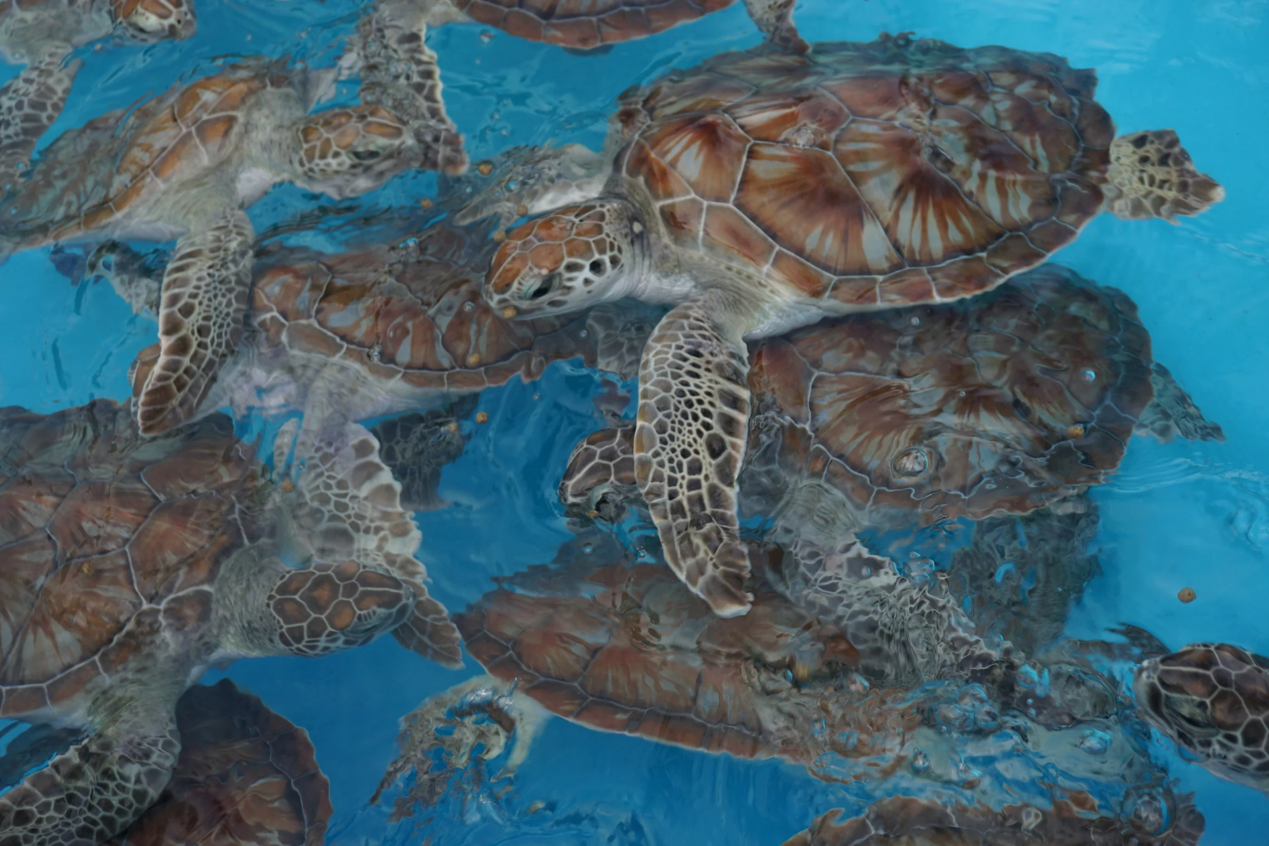 Juvenile sea turtles at the Cayo Largo Center for Sea Turtle Rescue. Photo by Daniel Ward.