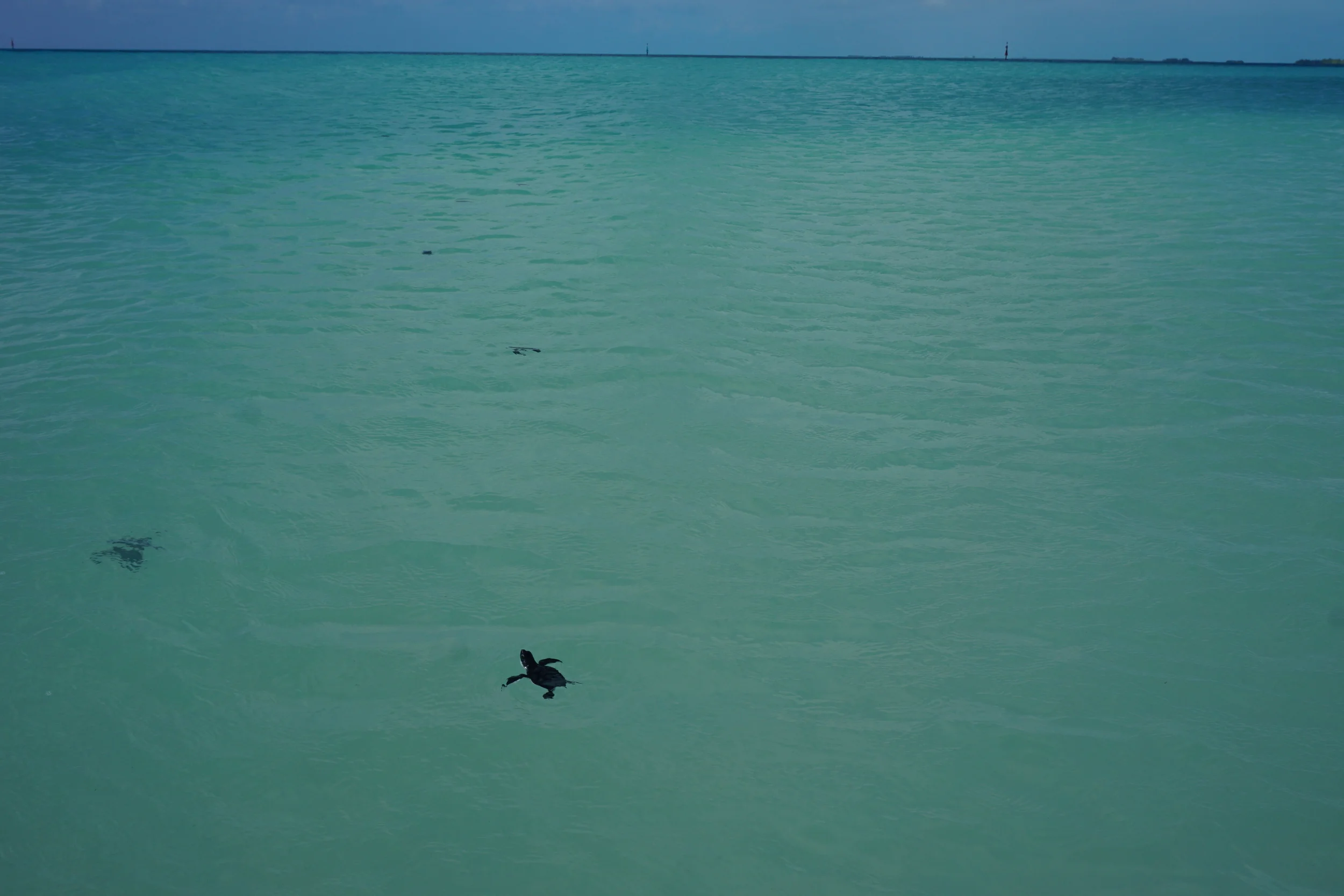 Baby sea turtles head for the open ocean. Photo by Daniel Ward.