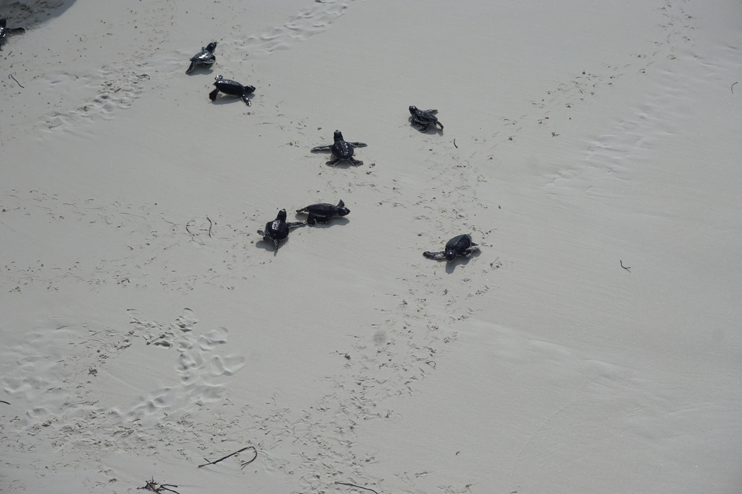 Baby sea turtles make their way towards the water's edge at Mermaid Beach. Photo by Daniel Ward.
