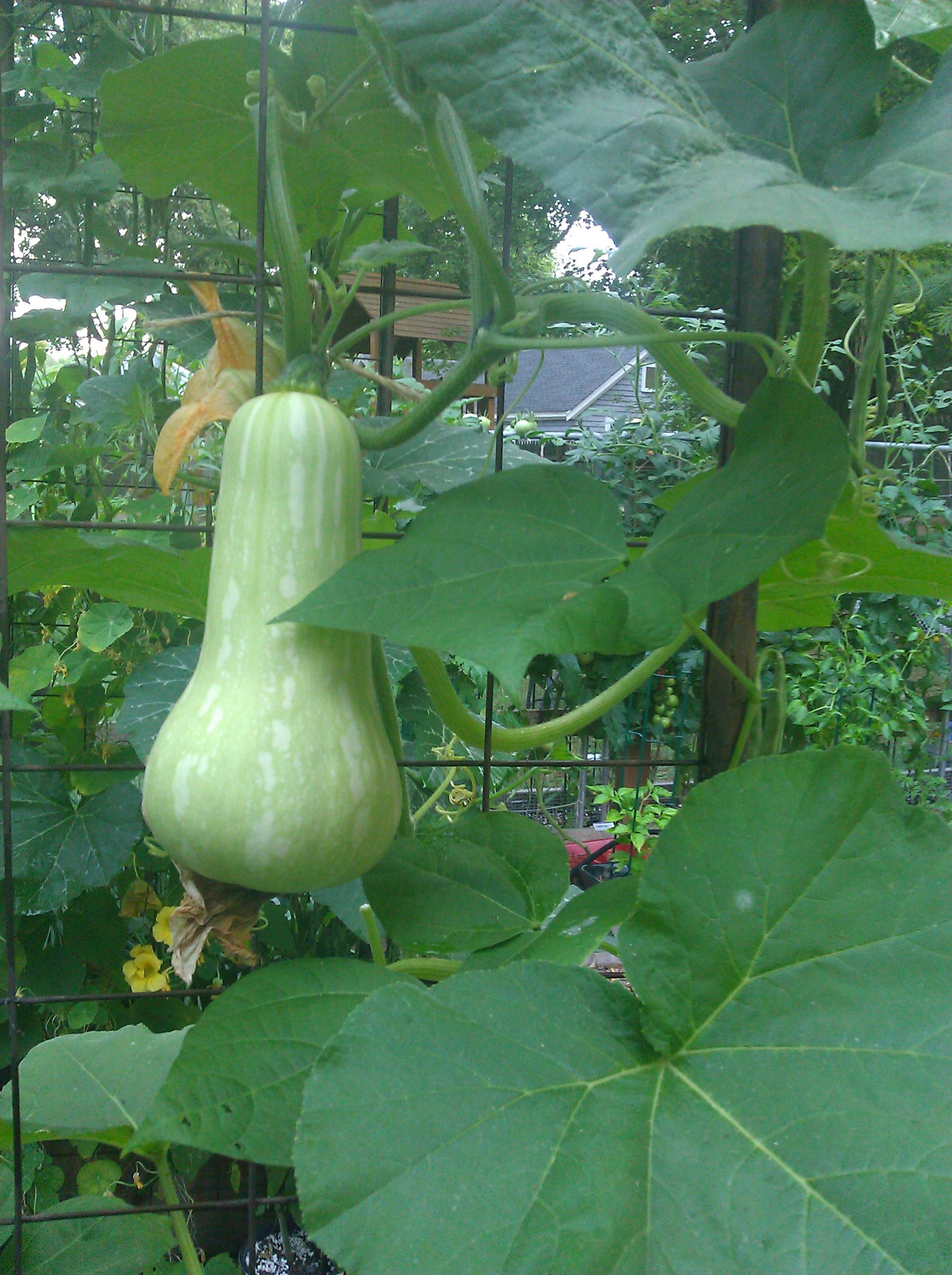 butternut squash vertical.jpg