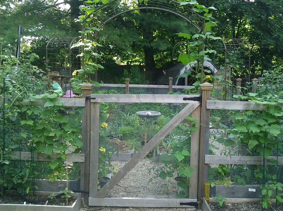 What to grow in shady gardens