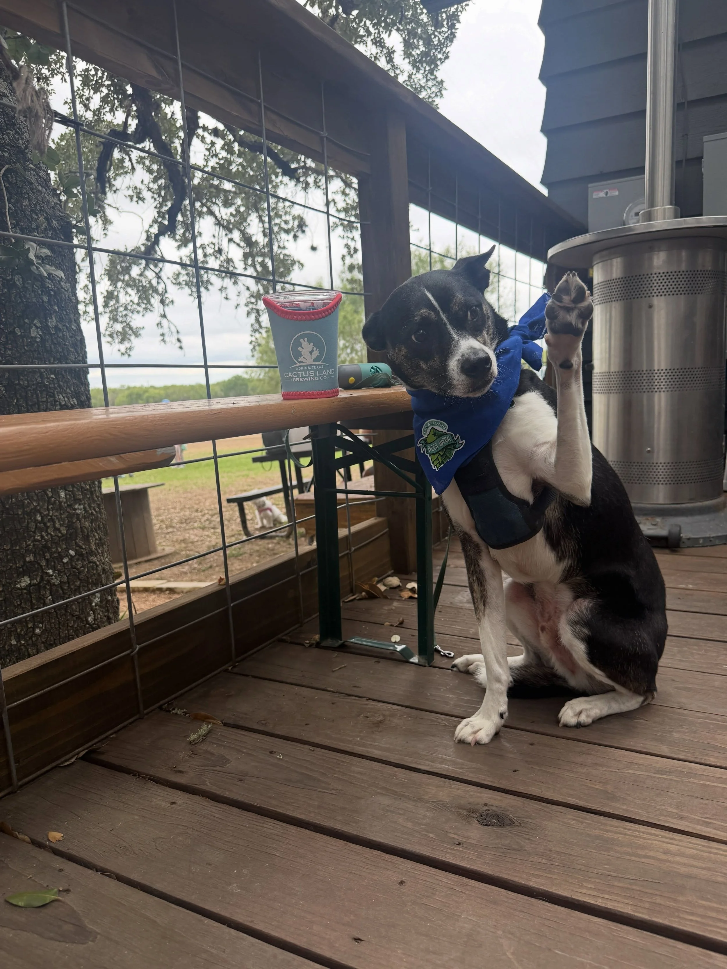 Put your hands (or paws) up if you&rsquo;re ready for the start of SA Beer Week. Shout out to @210printsandthreads for making these sick dog bandanas our very own is reppin&rsquo; @cactuslandbrewing. Check out our bio for all the info on the upcoming