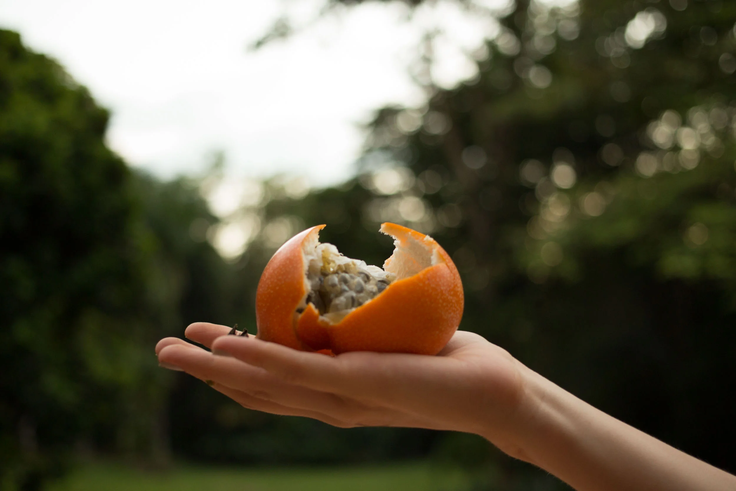 1/2 GRANADILLA