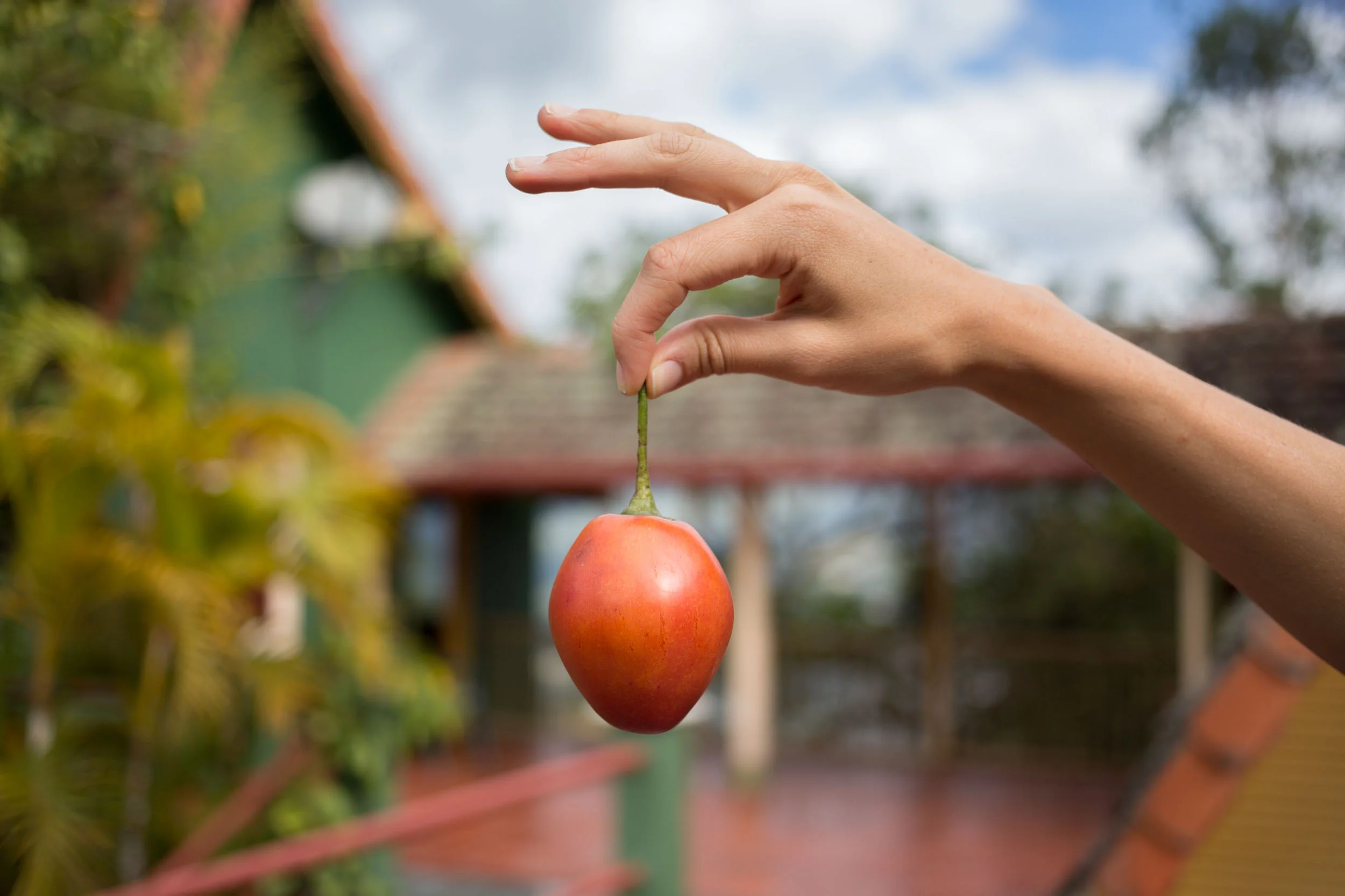 TOMATE DE árbol