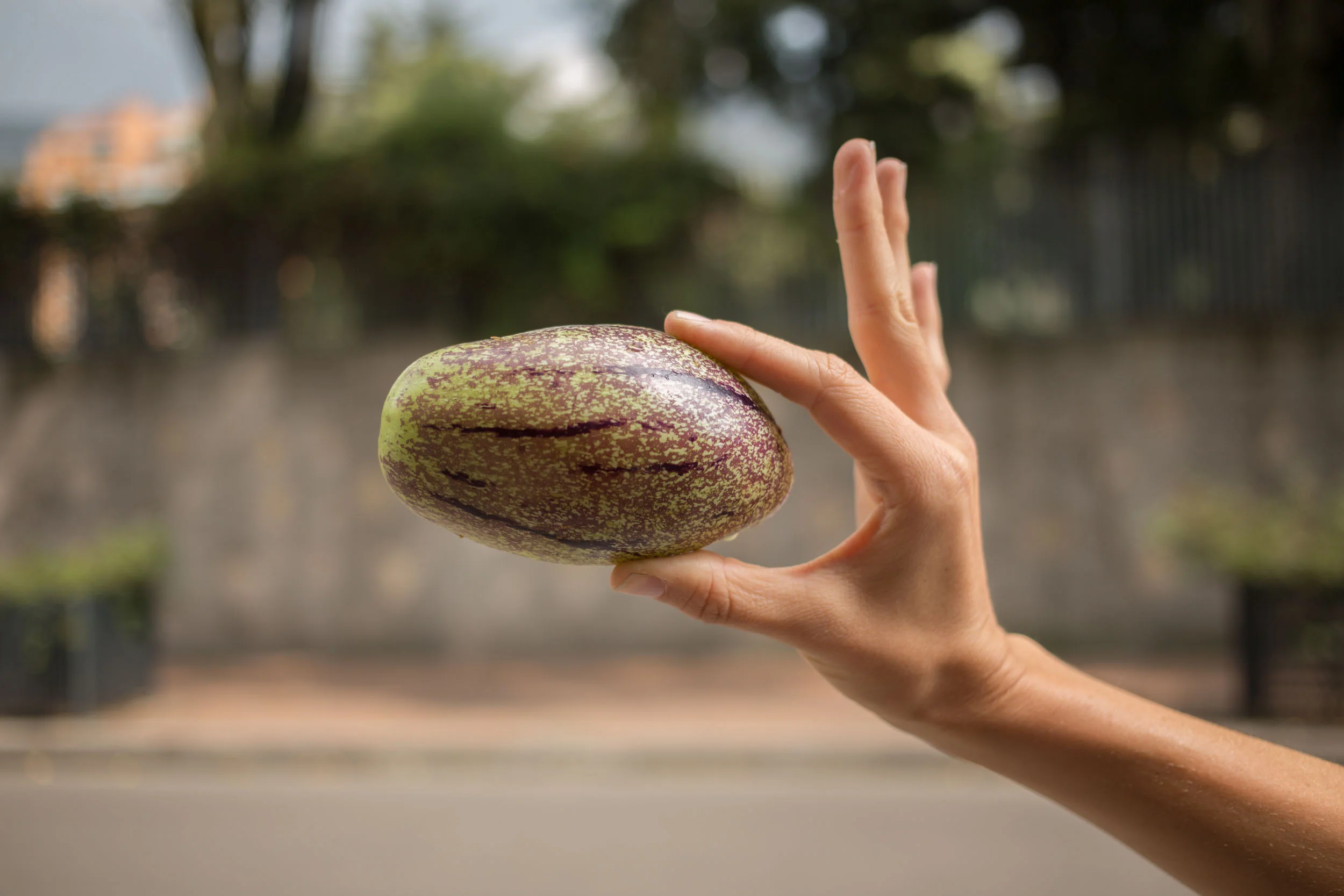 MELON PEPINO