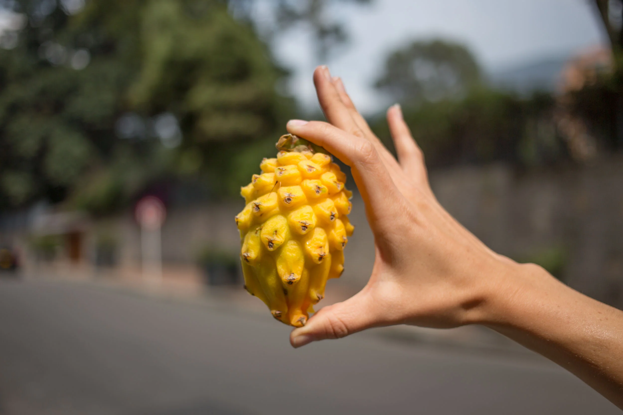 PITAHAYA