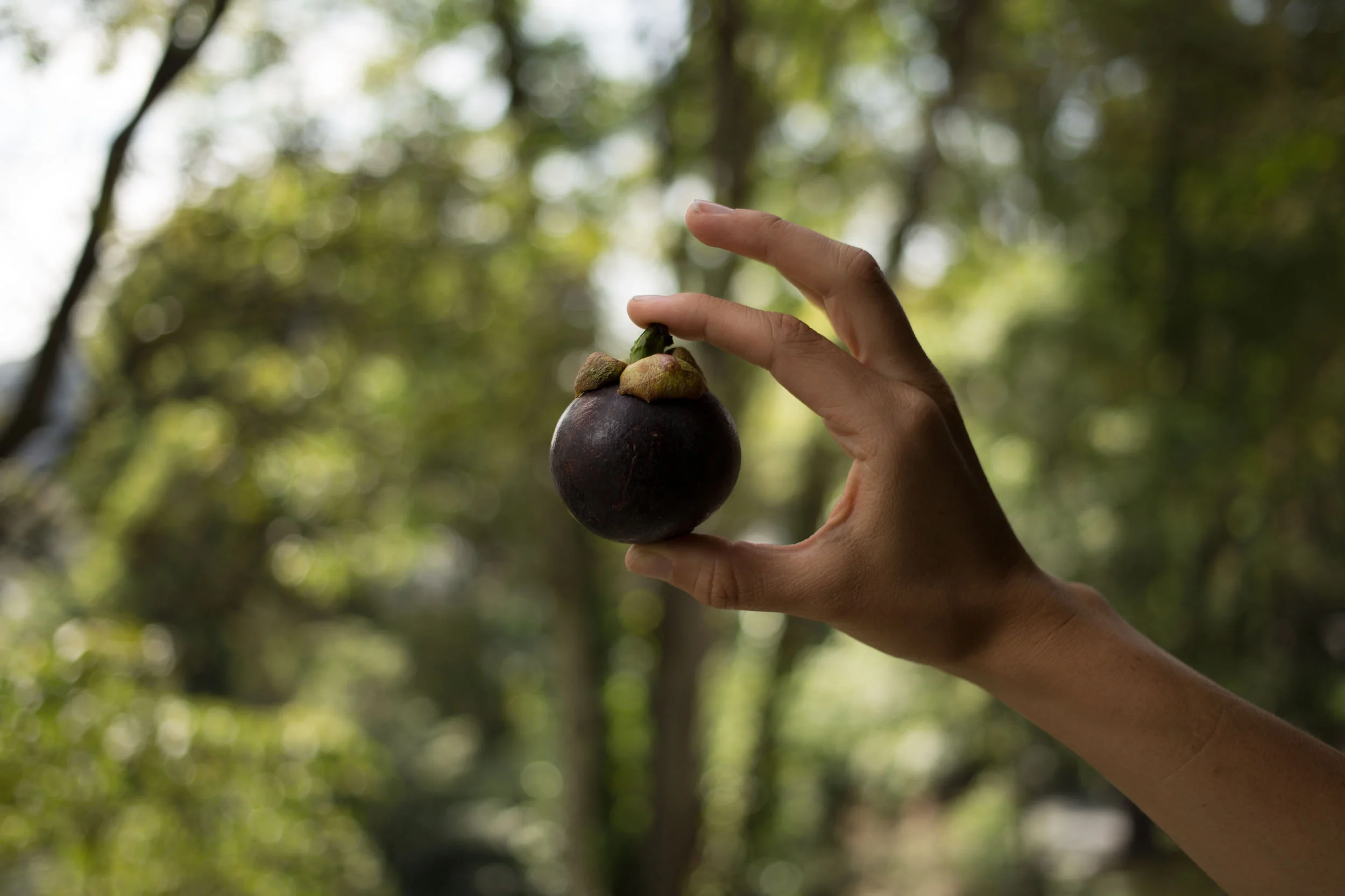 MANGOSTINO
