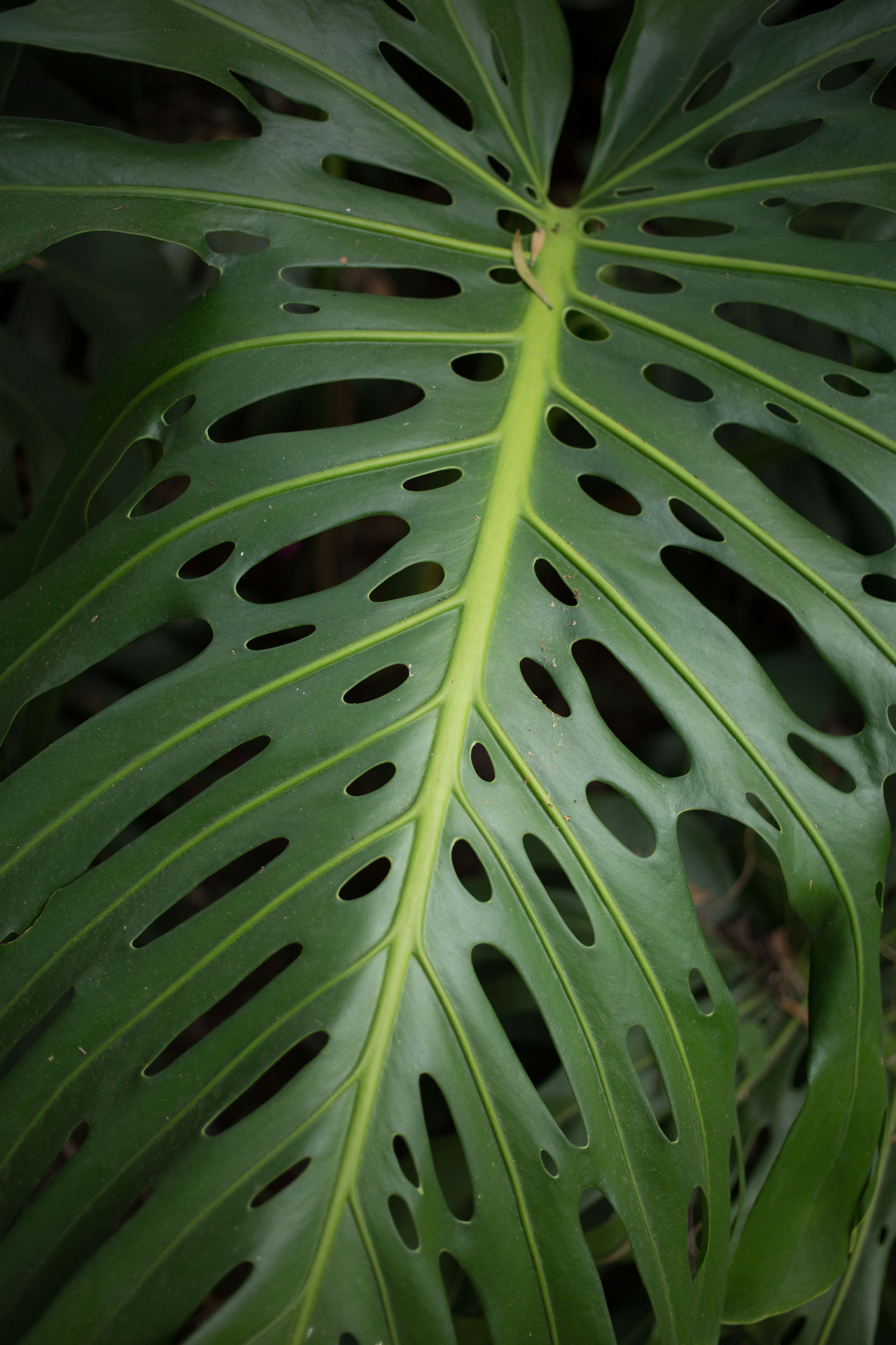 ANAPOIMA, COLOMBIA