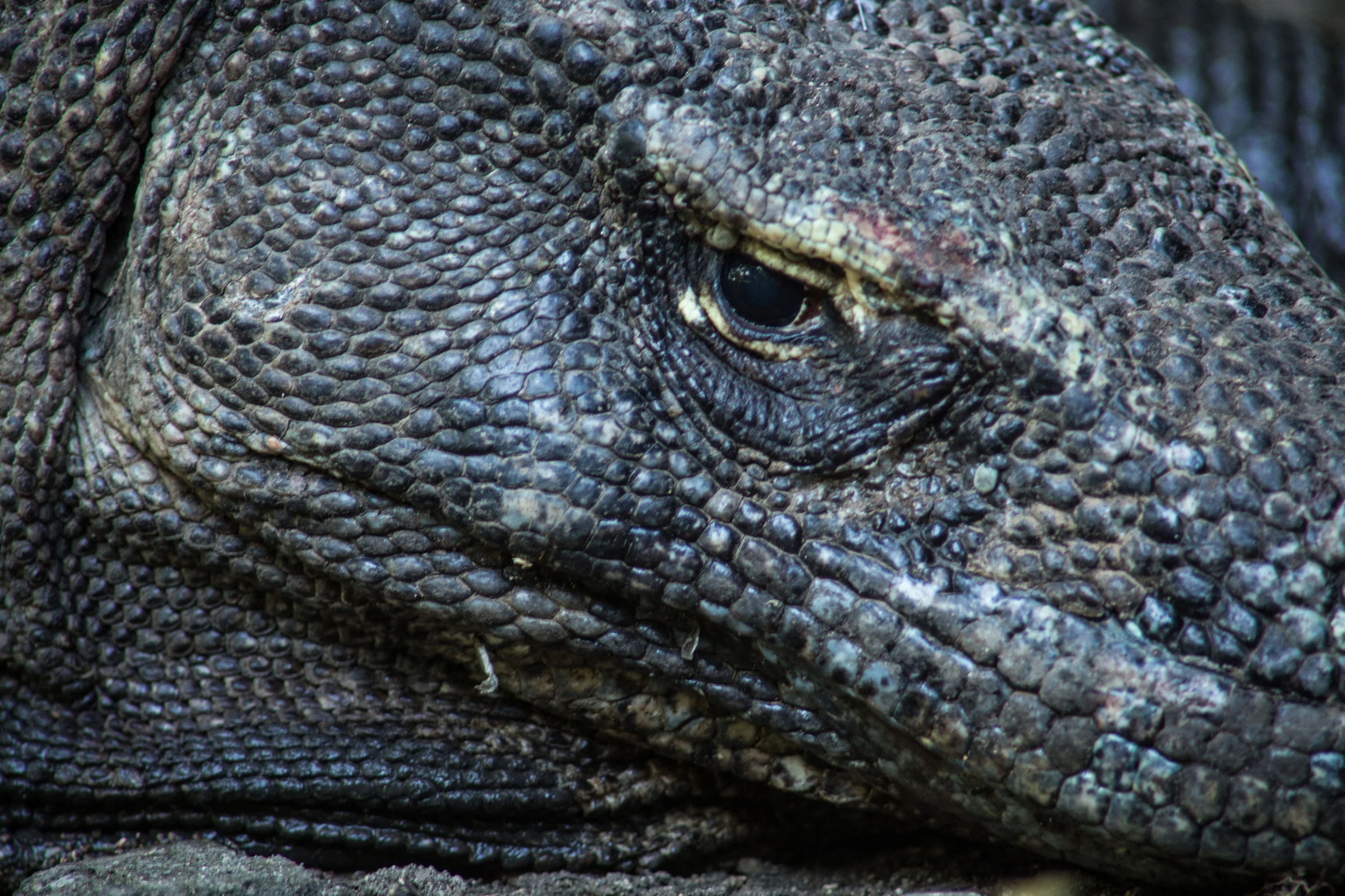 Komodo, Indonesia