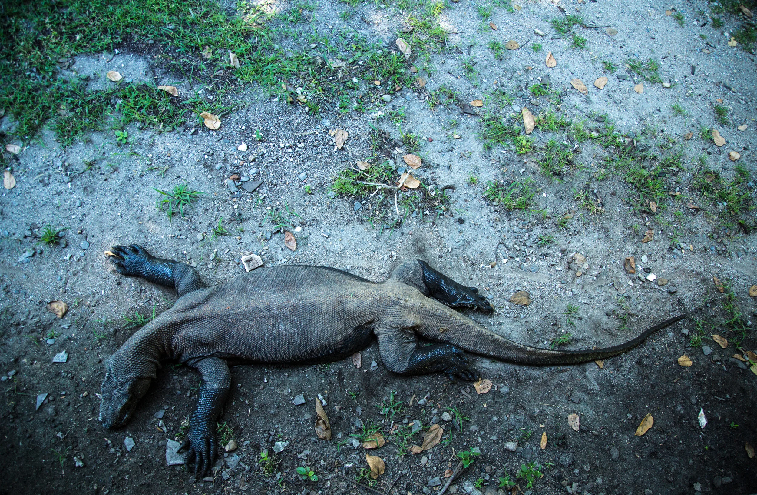 Komodo, Indonesia