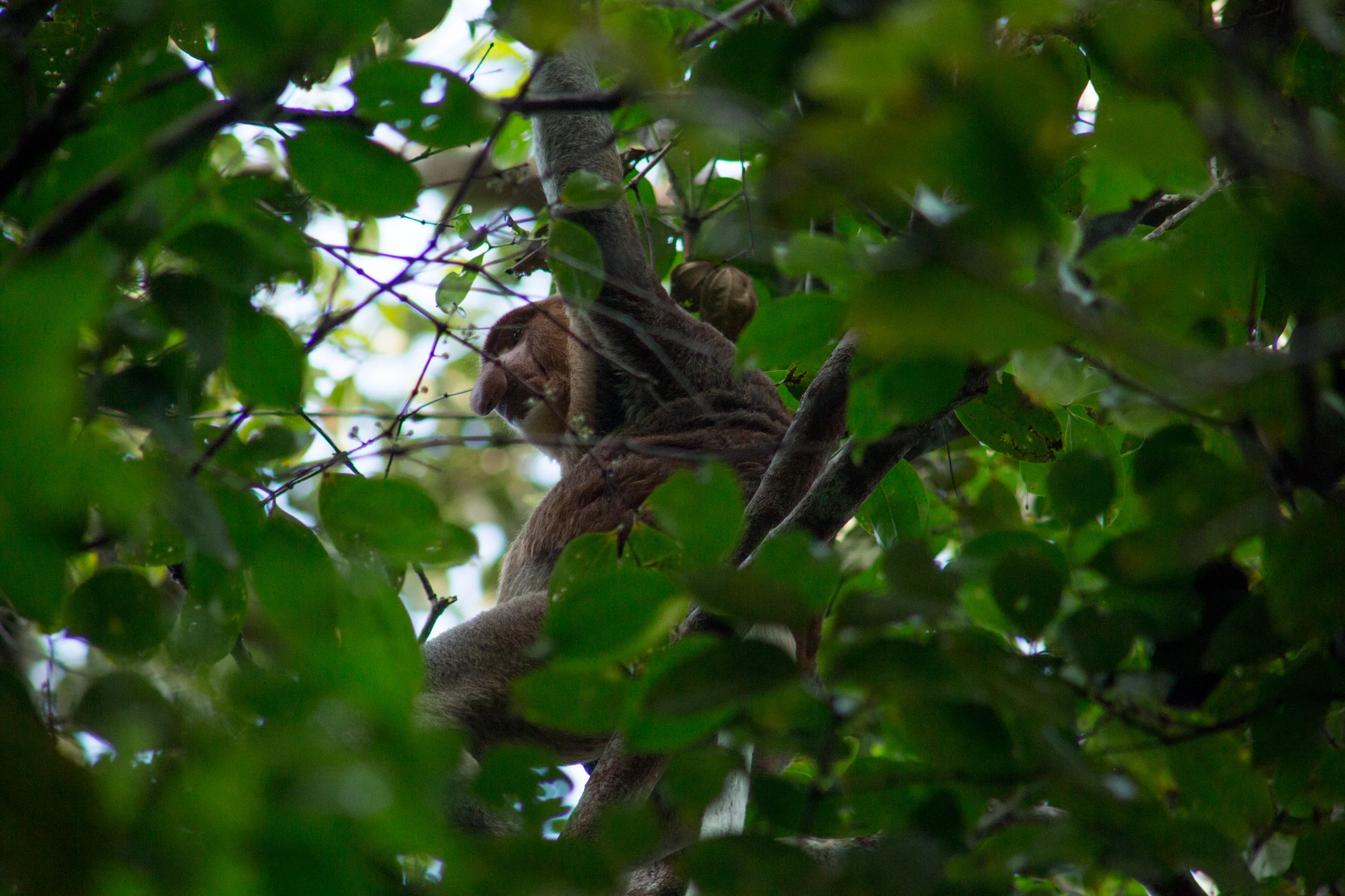 Bako National Park, Borneo, Malaysia