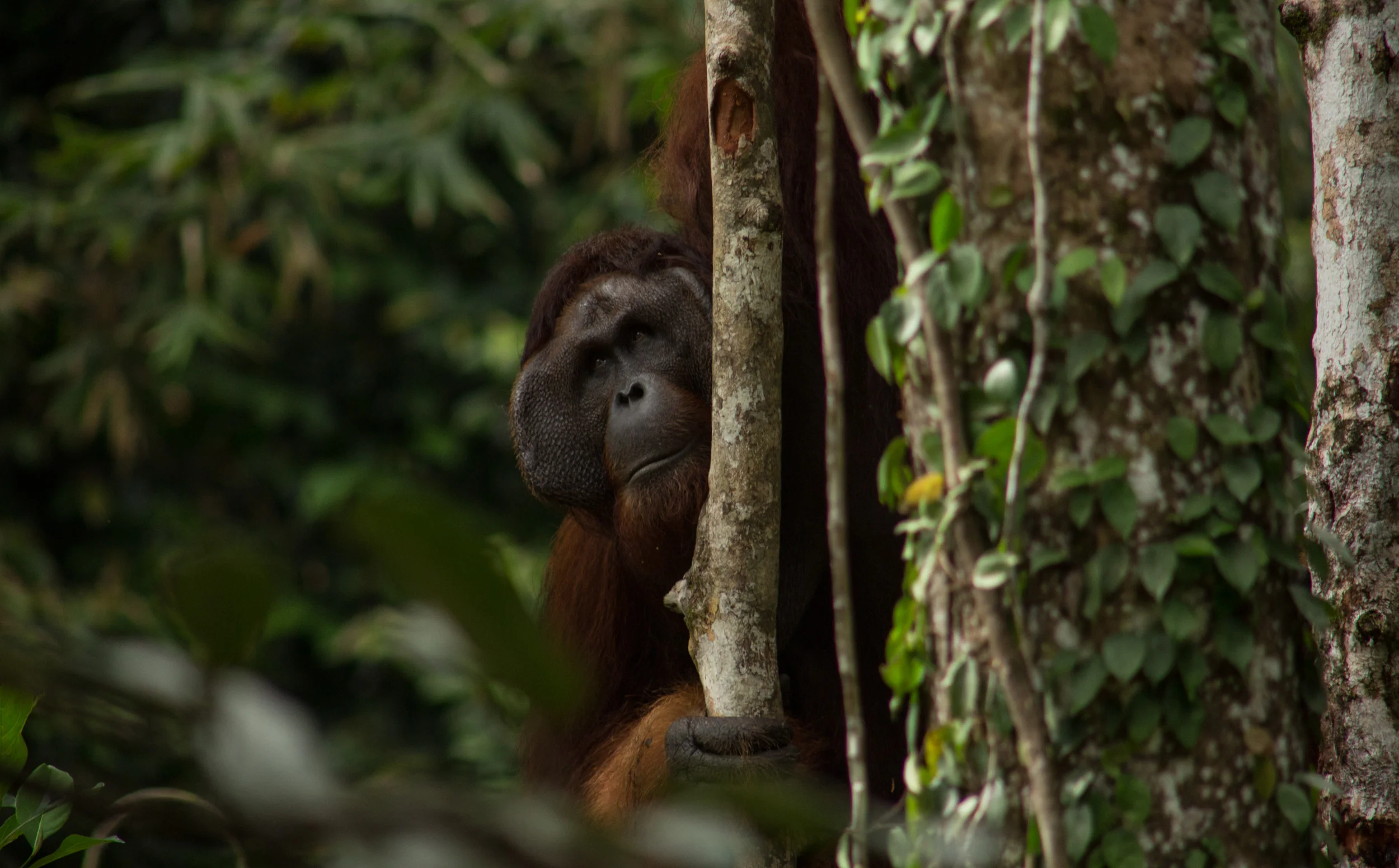 Semenggoh, Borneo, Malaysia