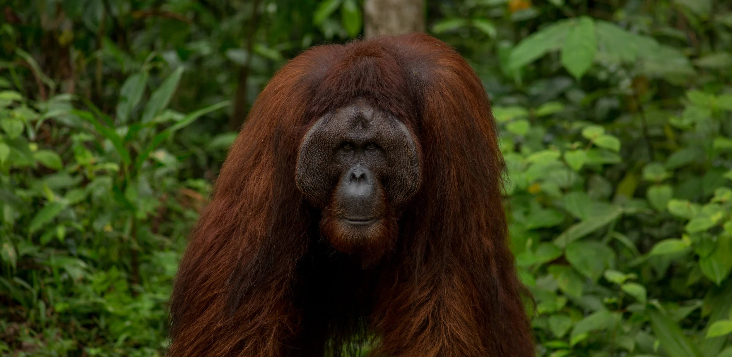 Semenggoh, Borneo, Malaysia