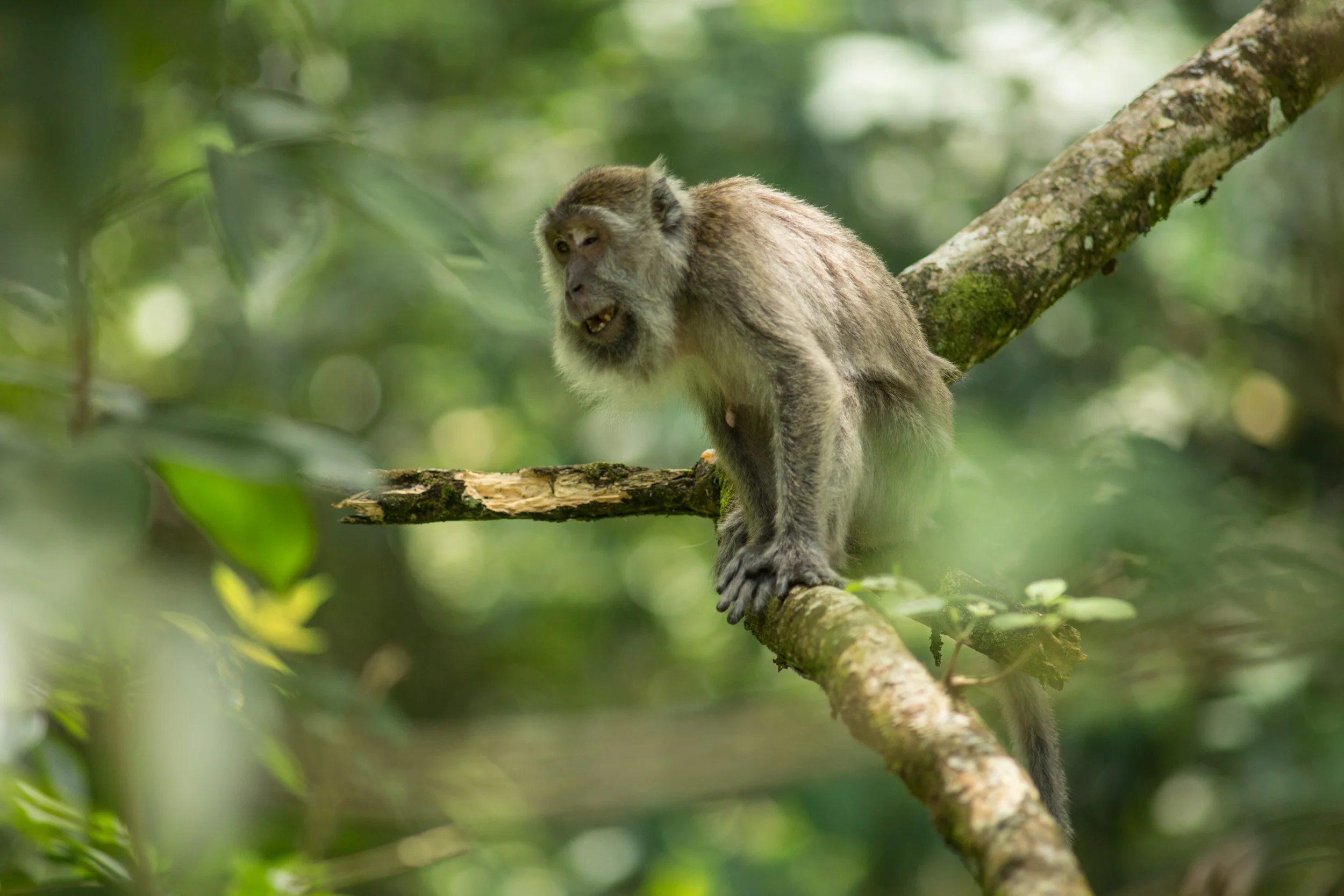 Bako National Park, Borneo, Malaysia