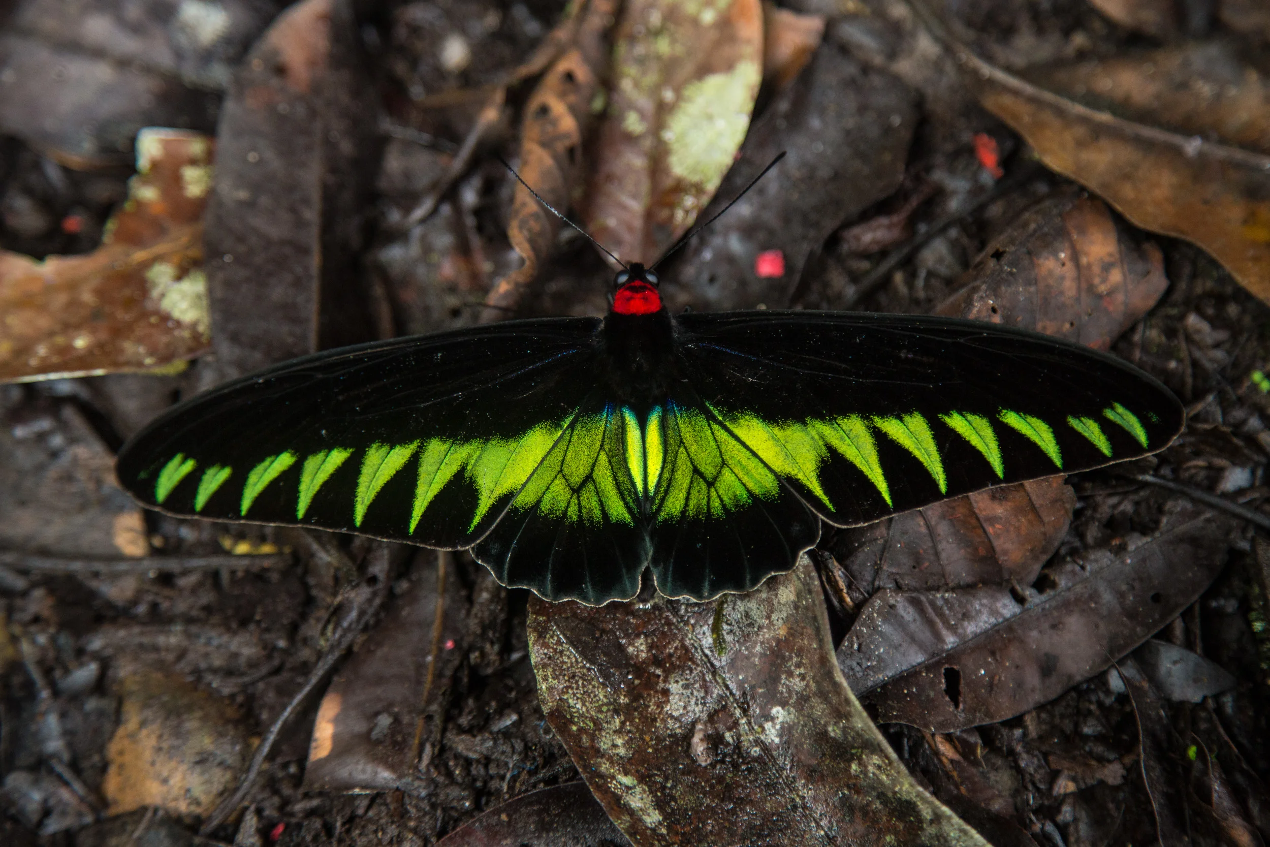 Gunung Mulu, Borneo, Malaysia