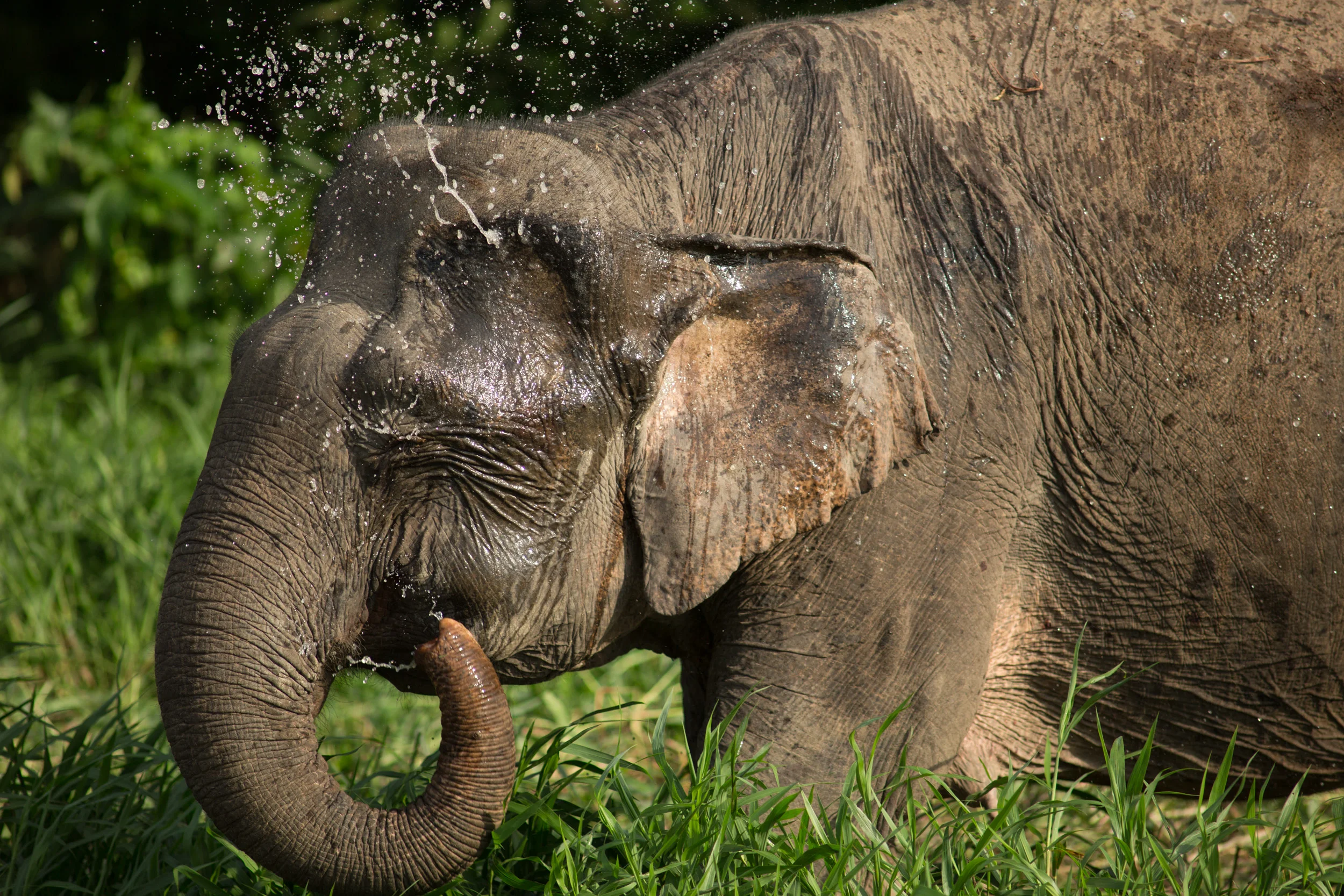 Kinabatangan, Borneo, Malaysia