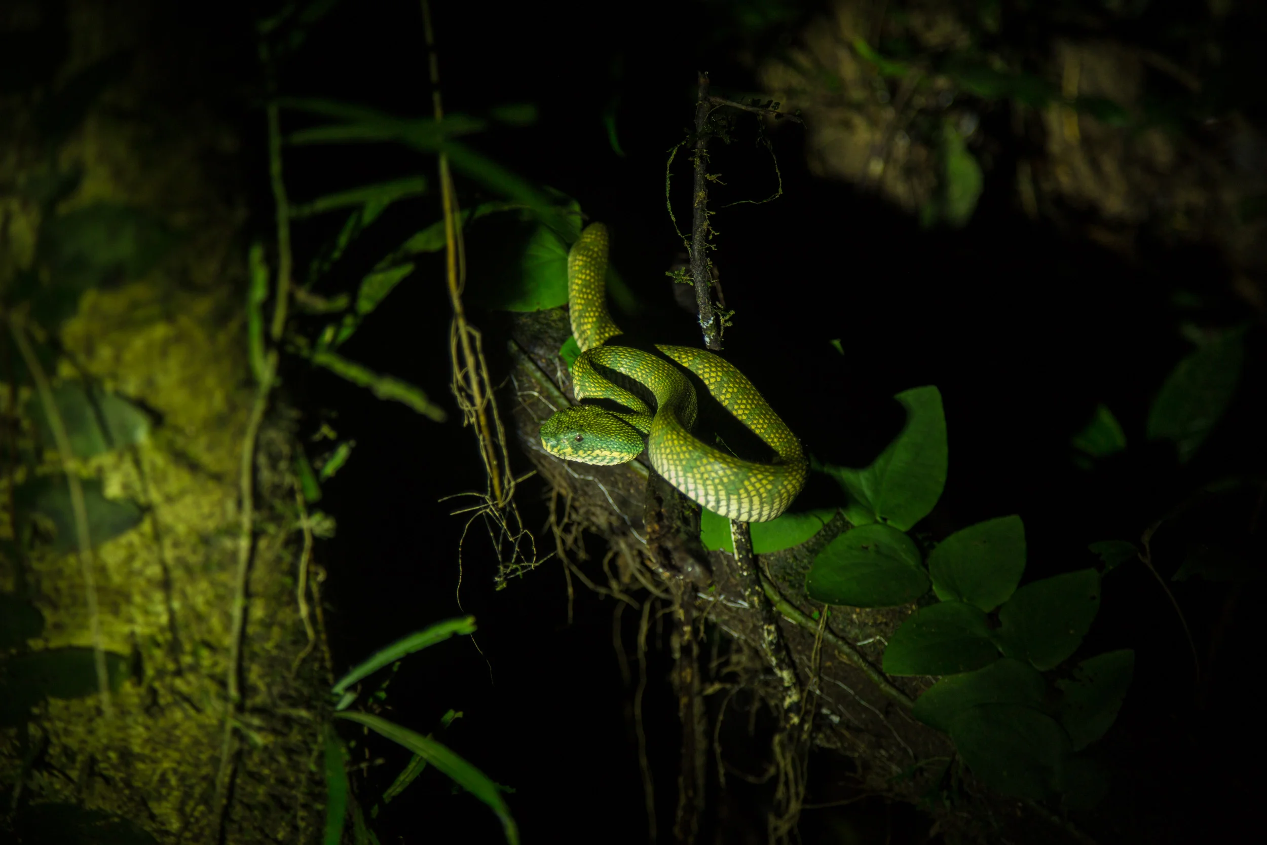 Gunung Mulu, Borneo, Malaysia