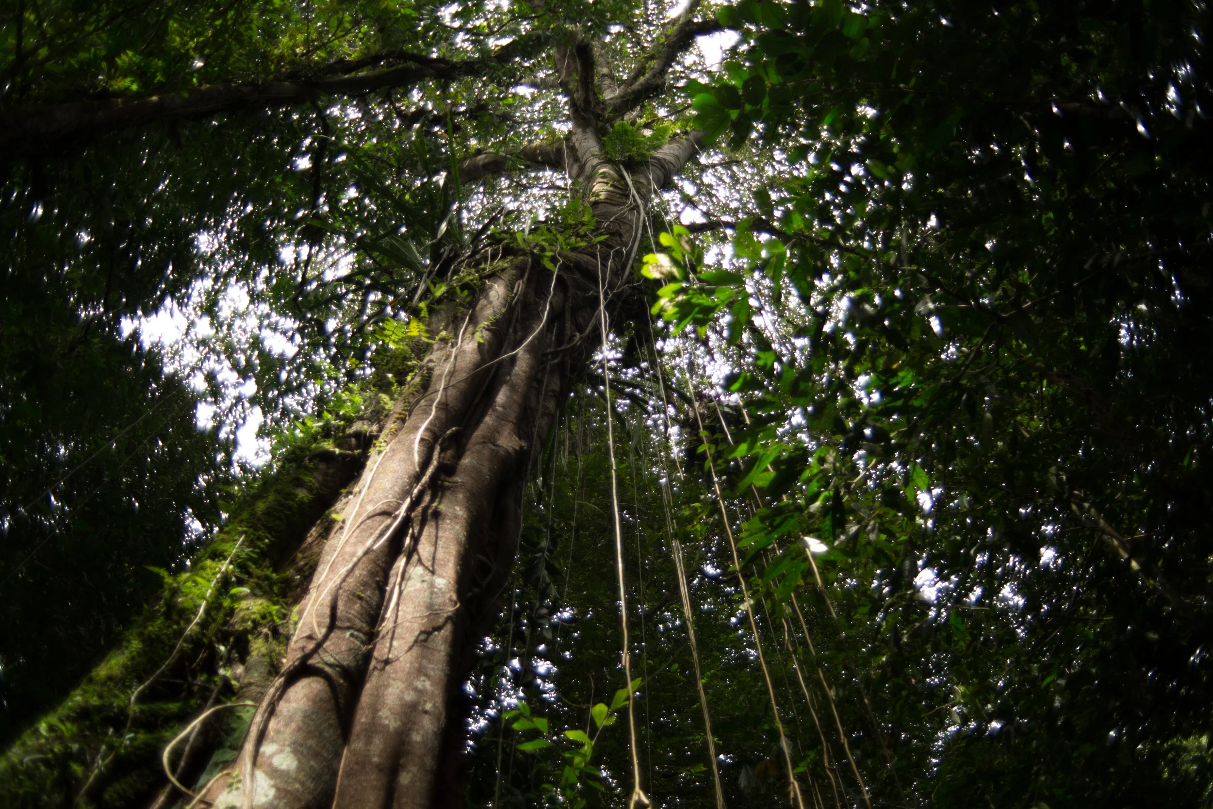 Gunung Mulu, Borneo, Malaysia