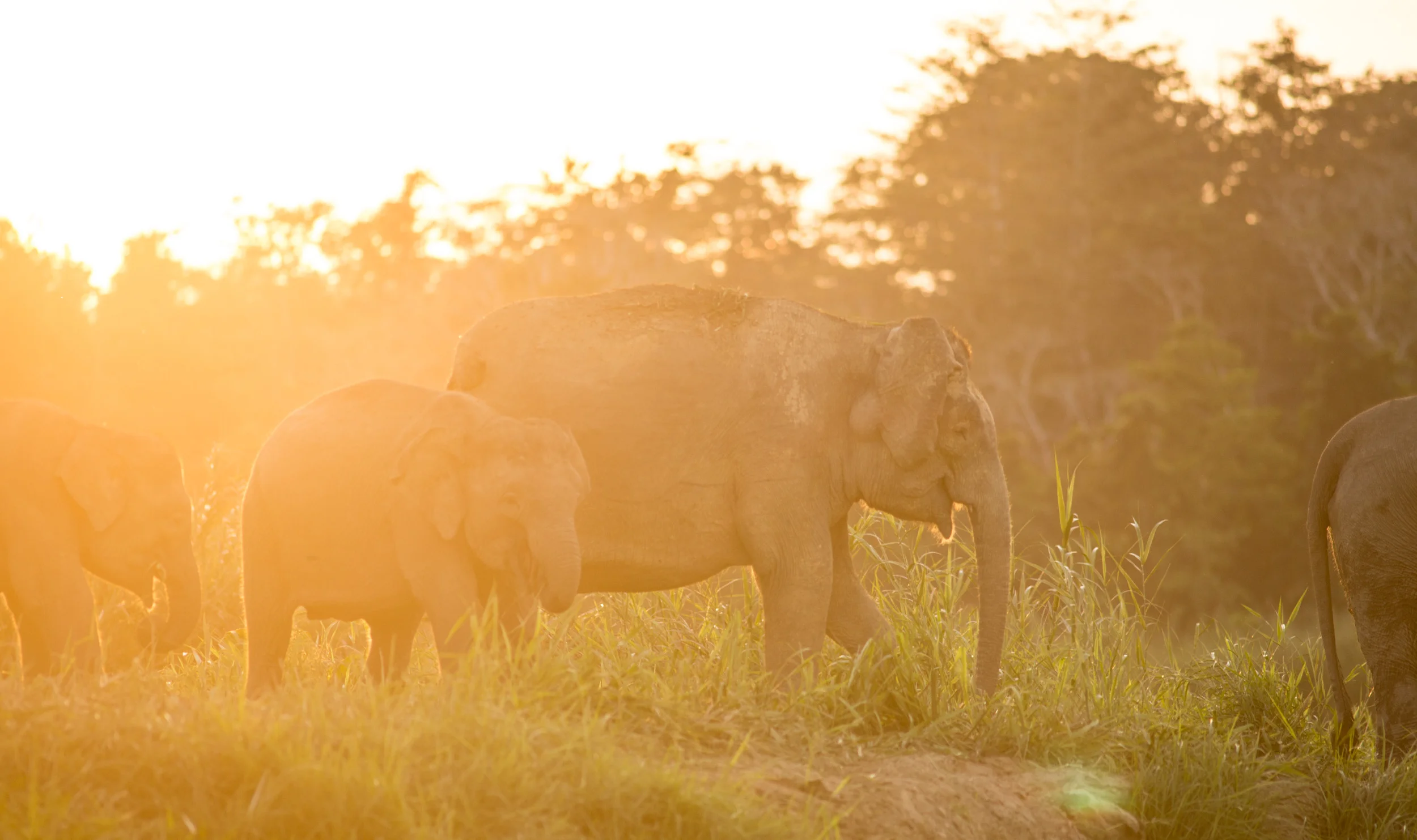 Kinabatangan, Borneo, Malaysia