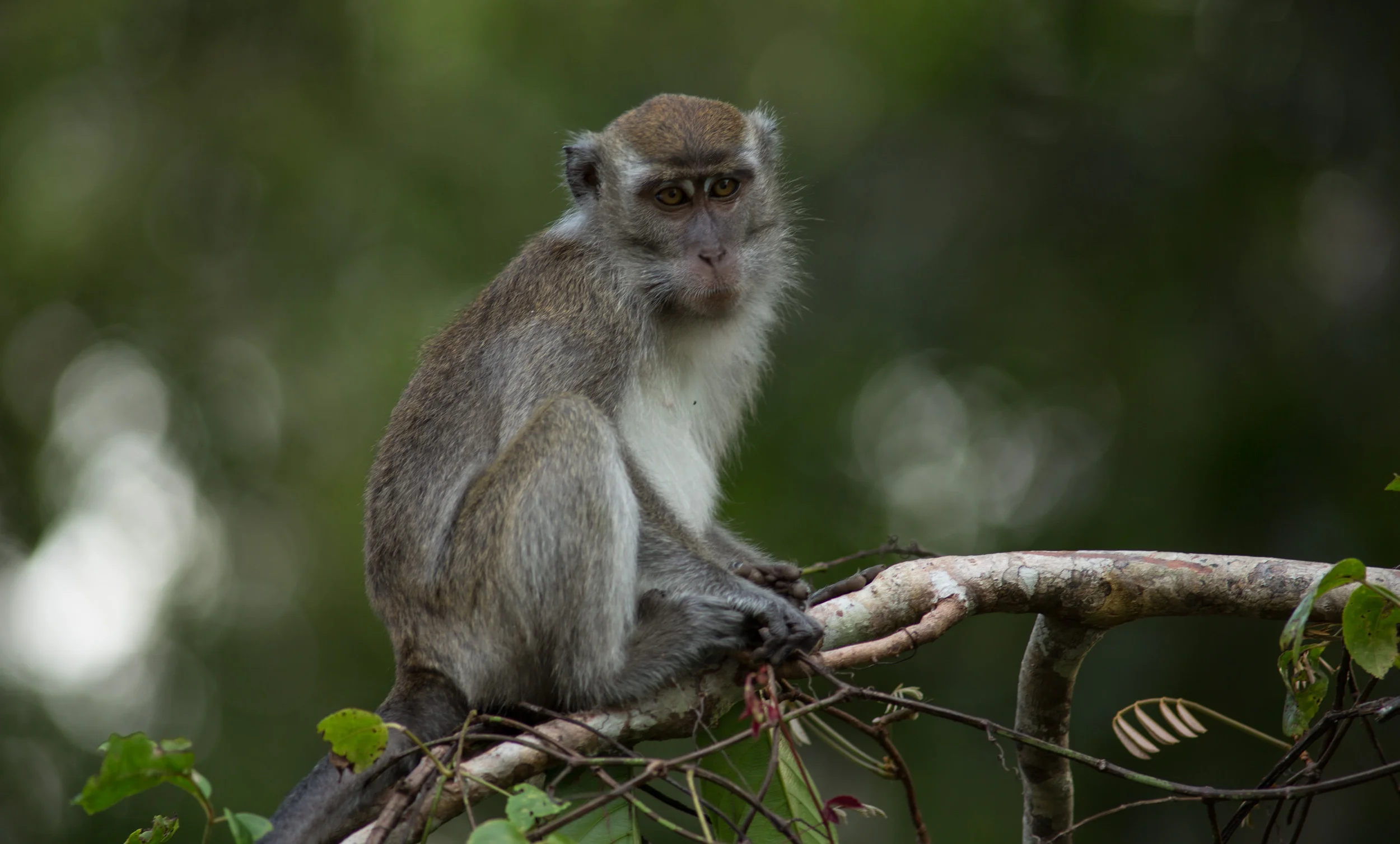 Kinabatangan, Borneo, Malaysia