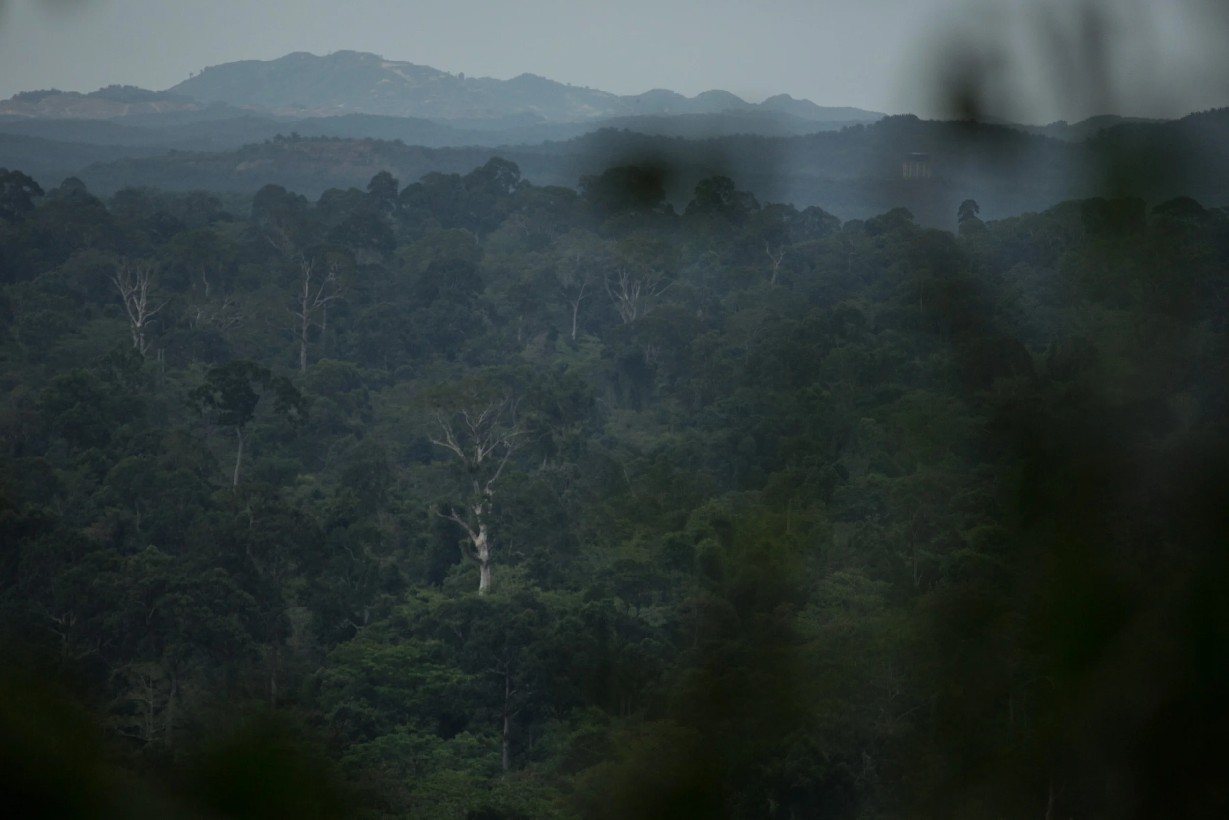 Kinabatangan, Borneo, Malaysia