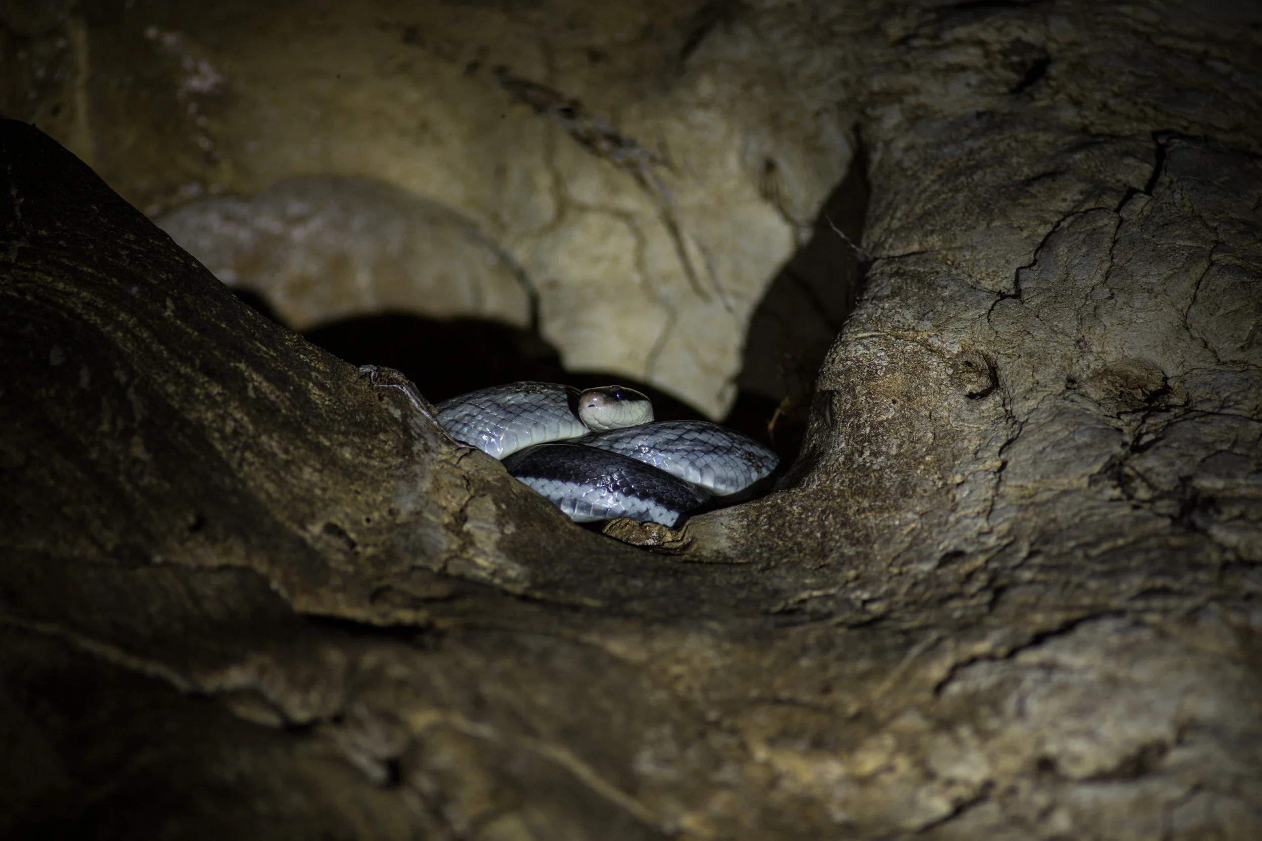 Gomantong Cave, Borneo, Malaysia
