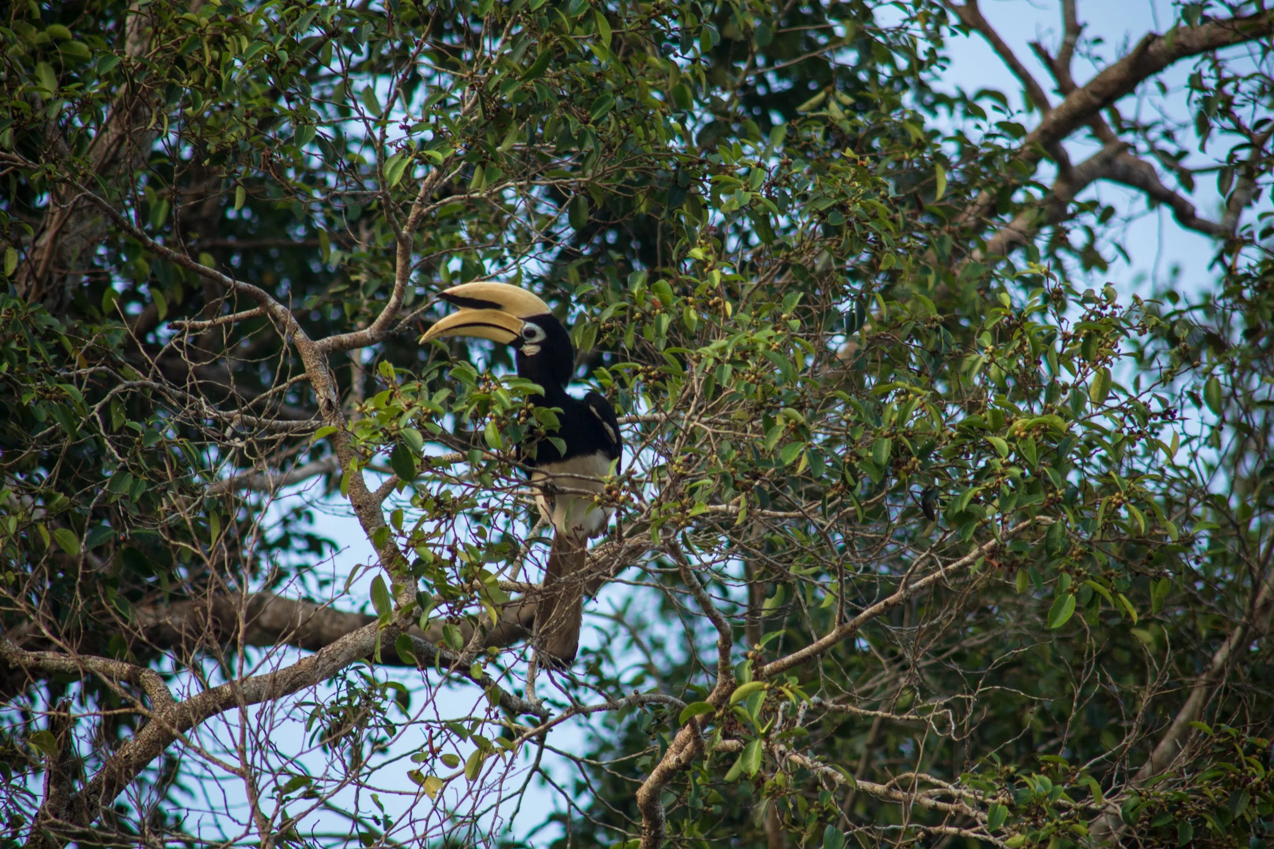 Kinabatangan, Borneo, Malaysia