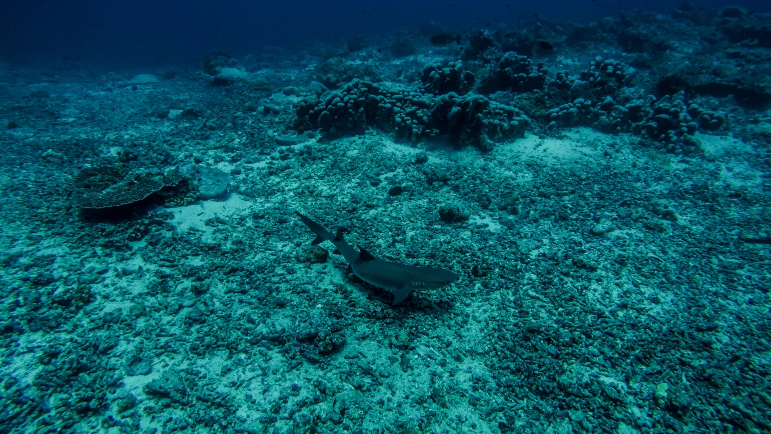 Barracuda Point, Sipidan, Malaysia