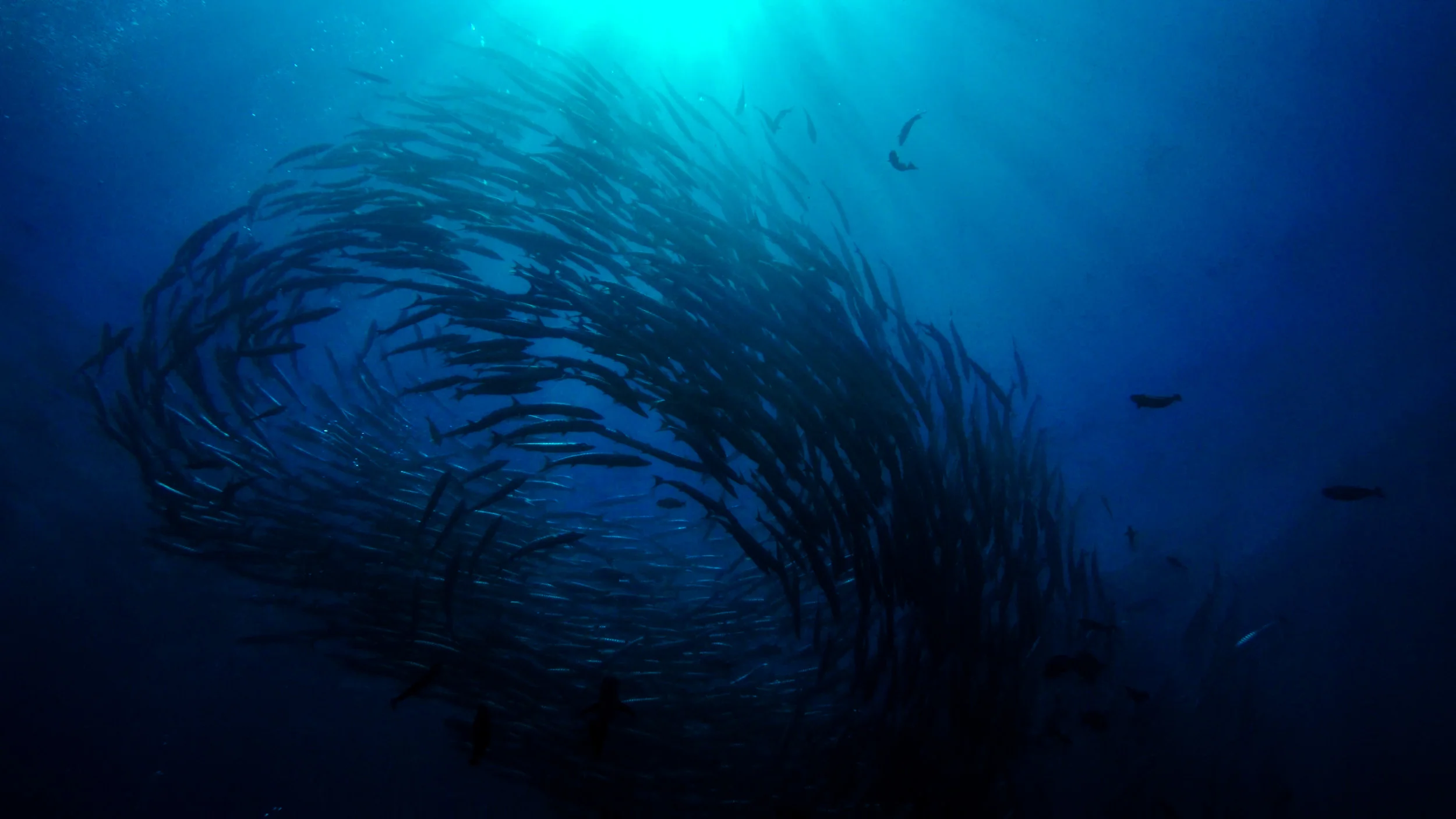 Barracuda Point, Sipadan, Malaysia