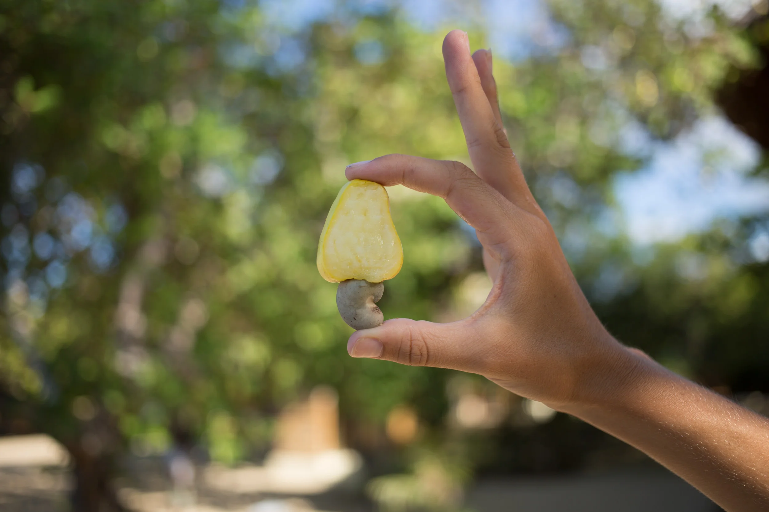 1/2 Kasoy Apple