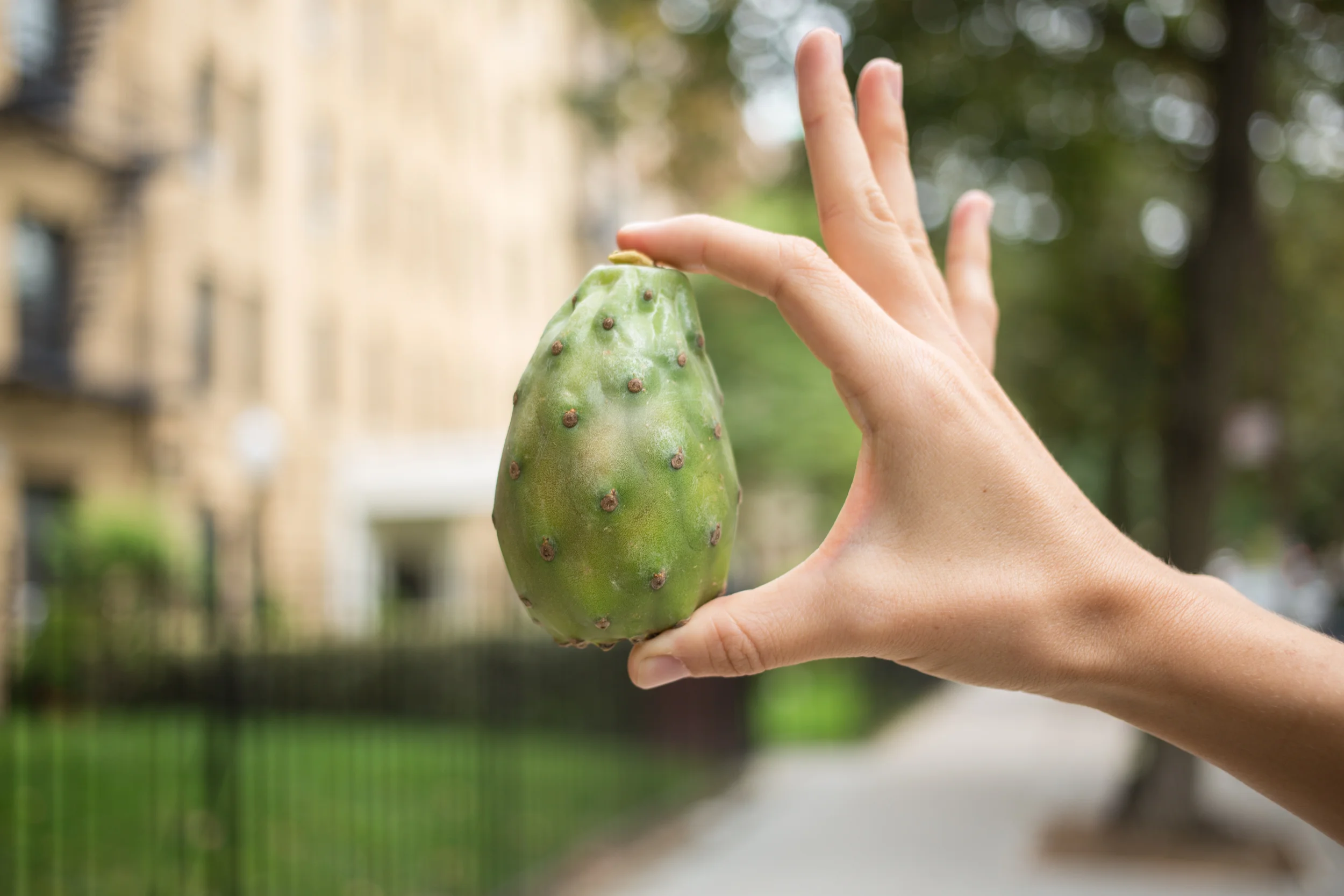 CACTUS FIG