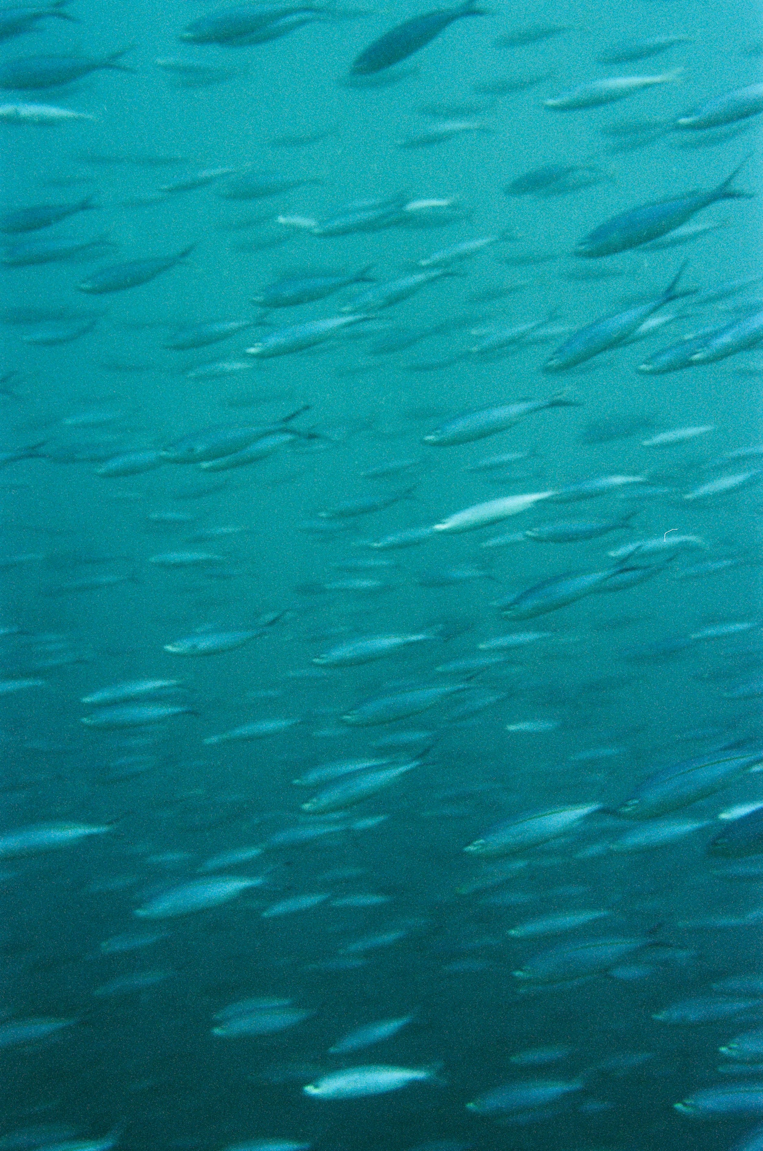 RAJA-167.jpg