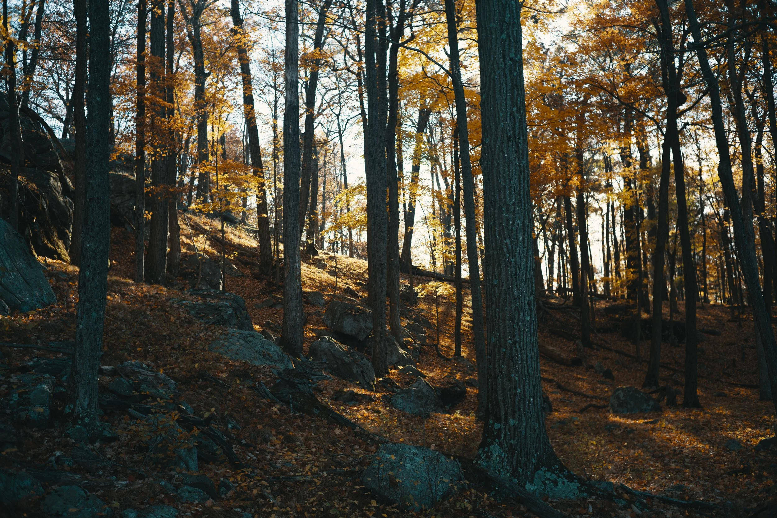 HARRIMAN-16.jpg